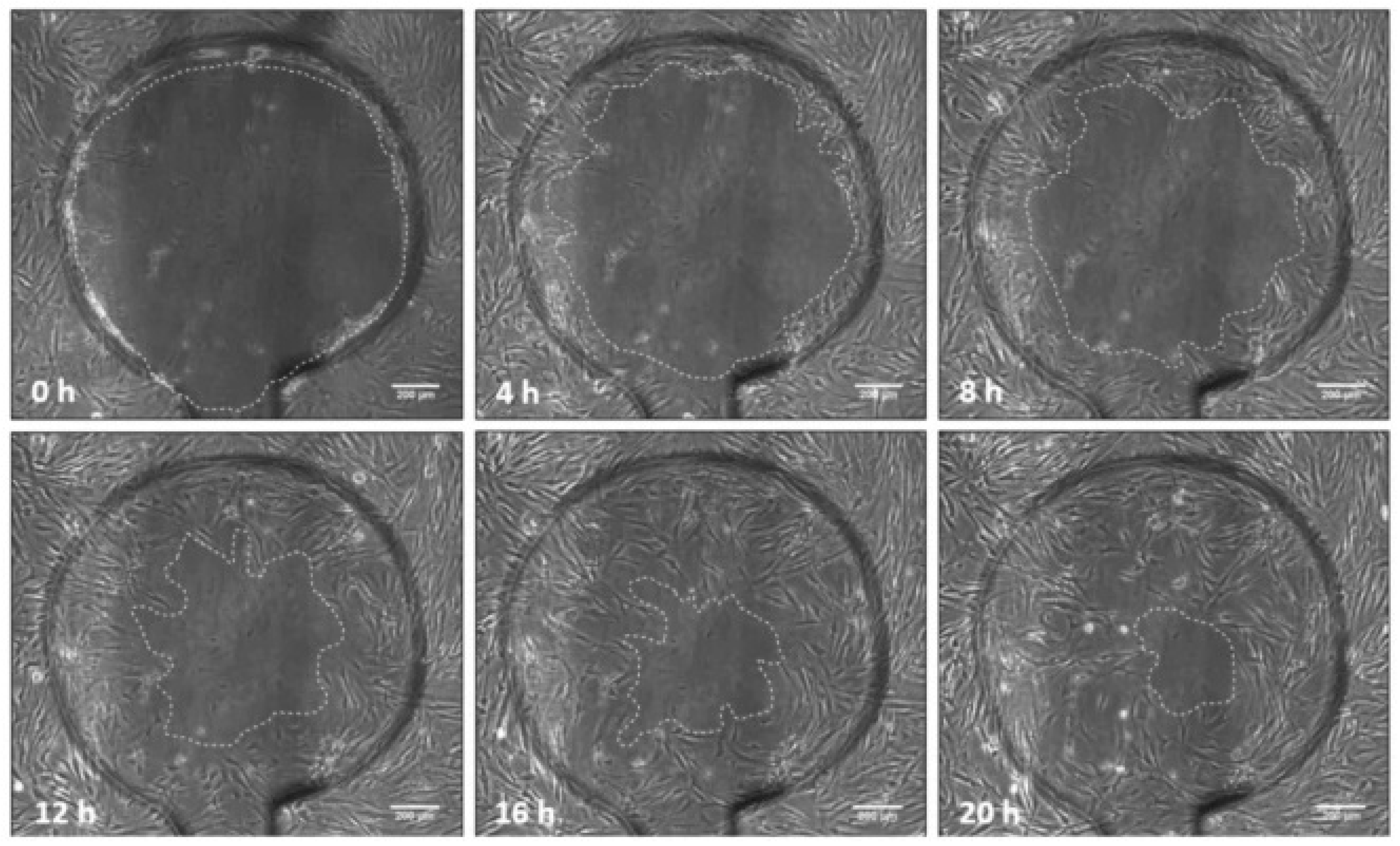 Pharmaceutics 15 00042 g006 Pharmaceutics 15 00042 g006