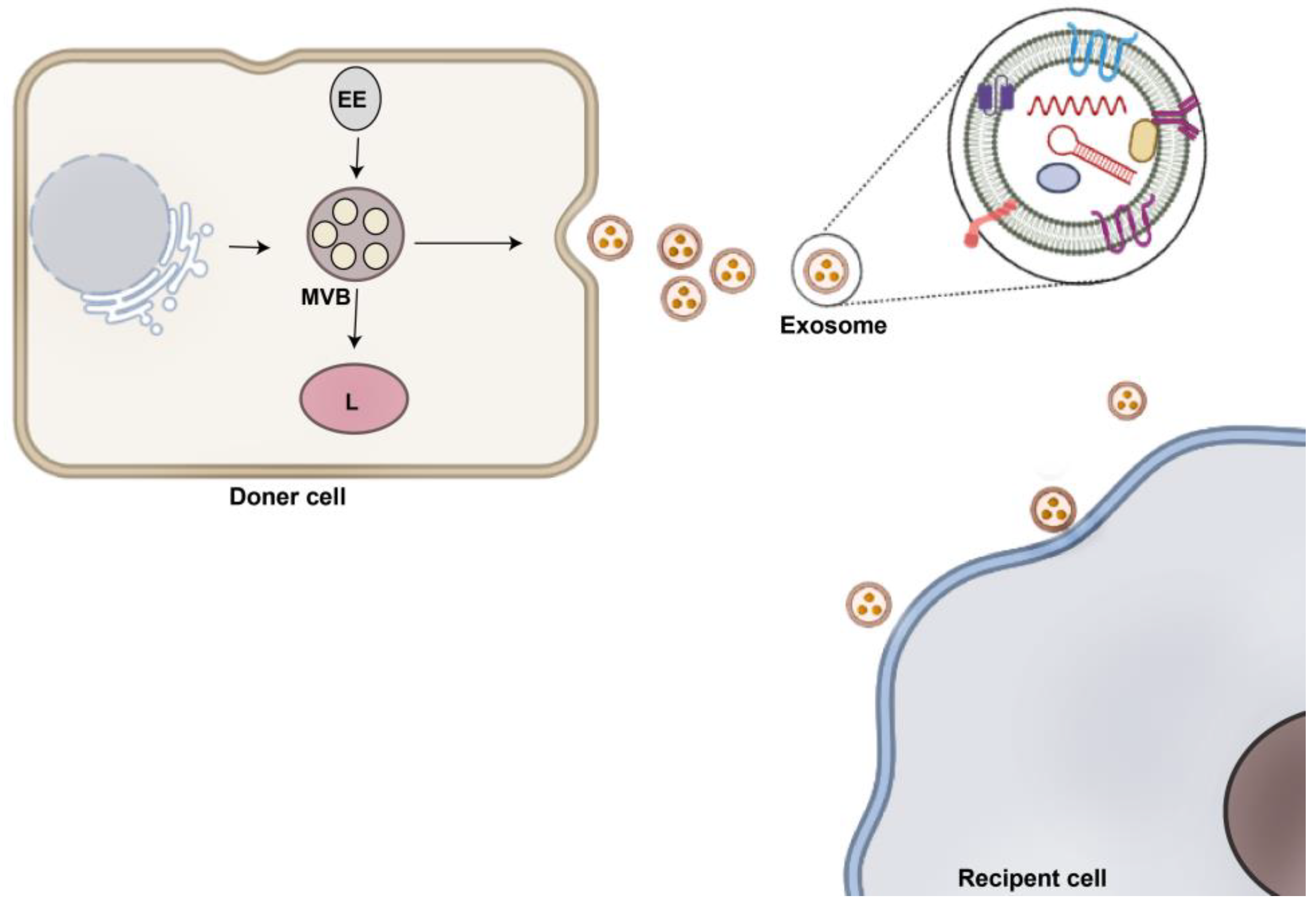 Pharmaceutics 15 00066 g001