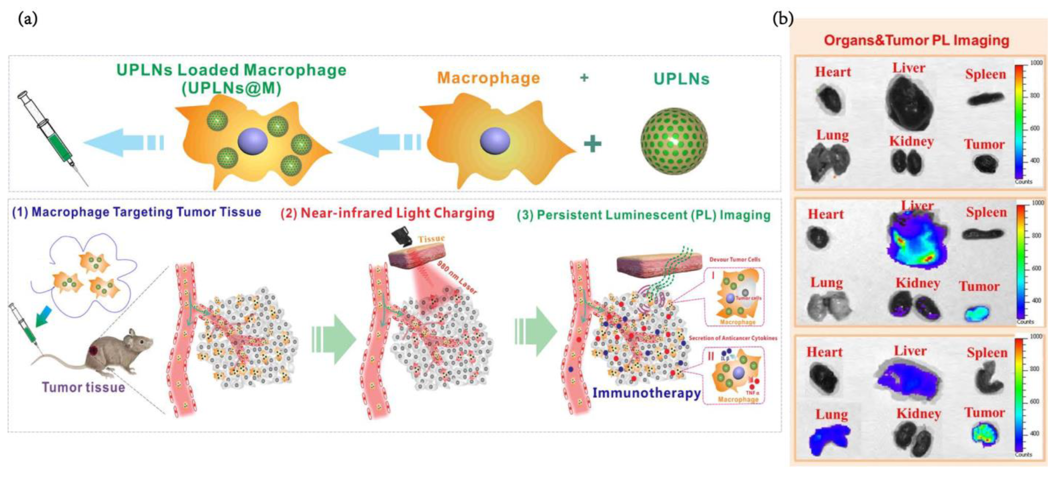Pharmaceutics 15 00144 g011