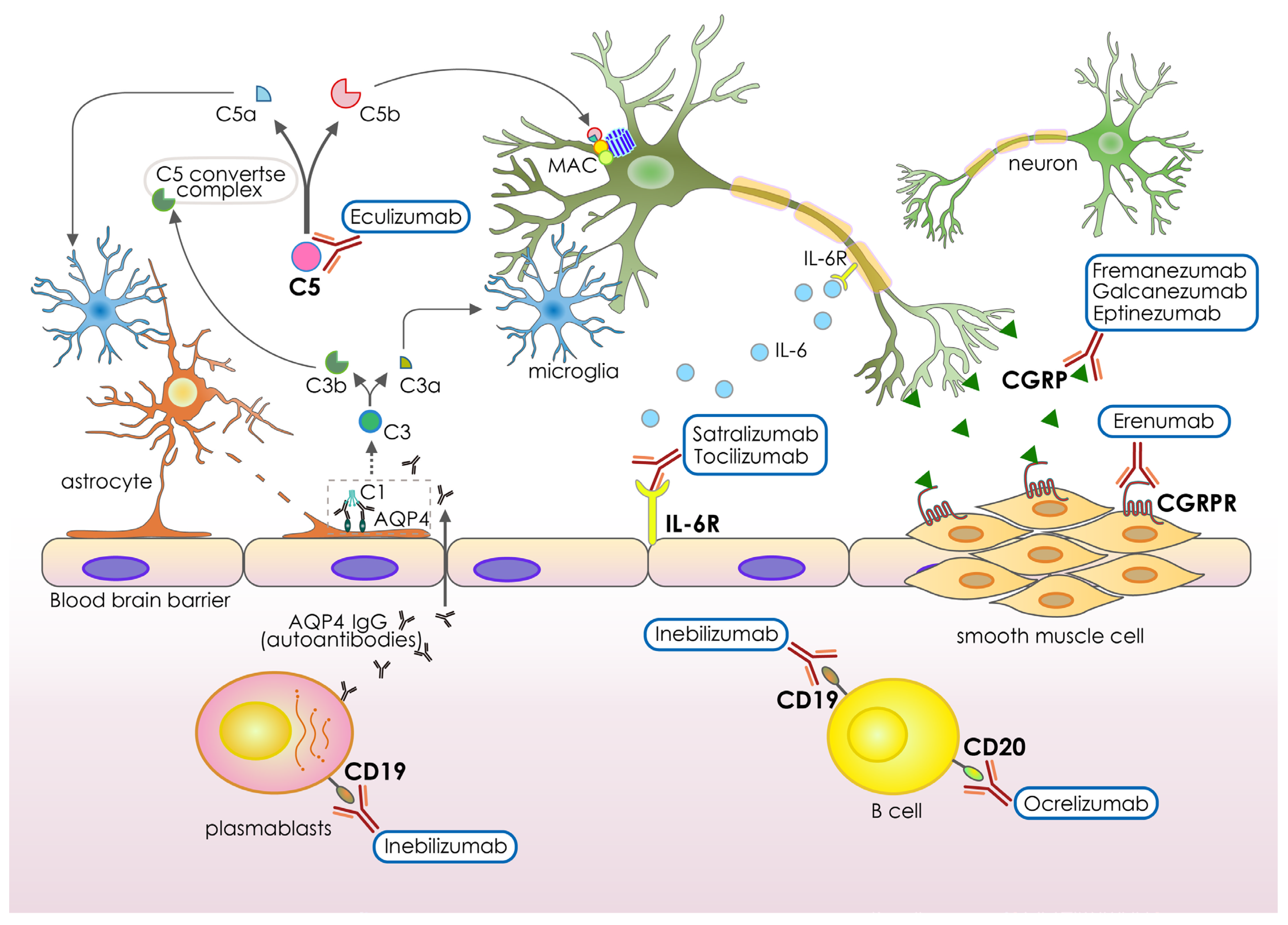 Pharmaceutics 15 00145 g002