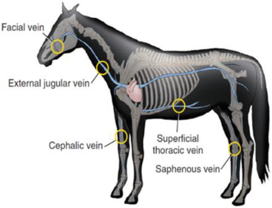 Pharmaceutics 15 00186 g004