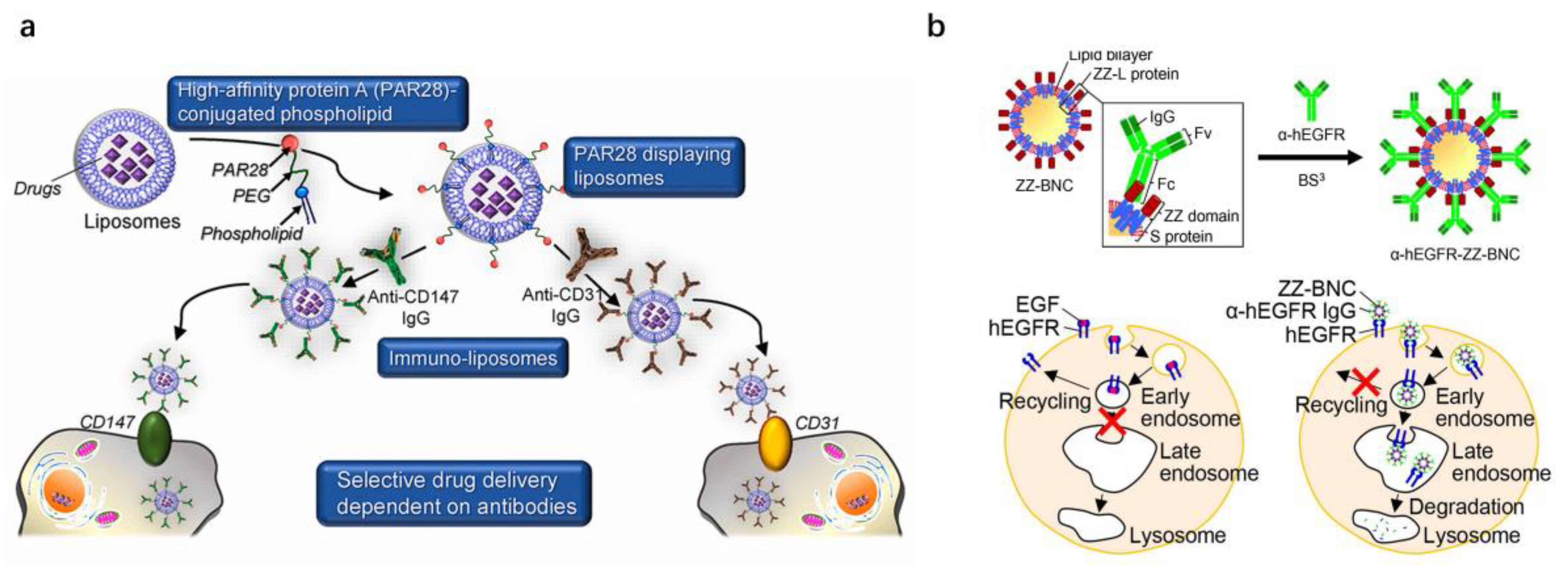 Pharmaceutics 15 00187 g005