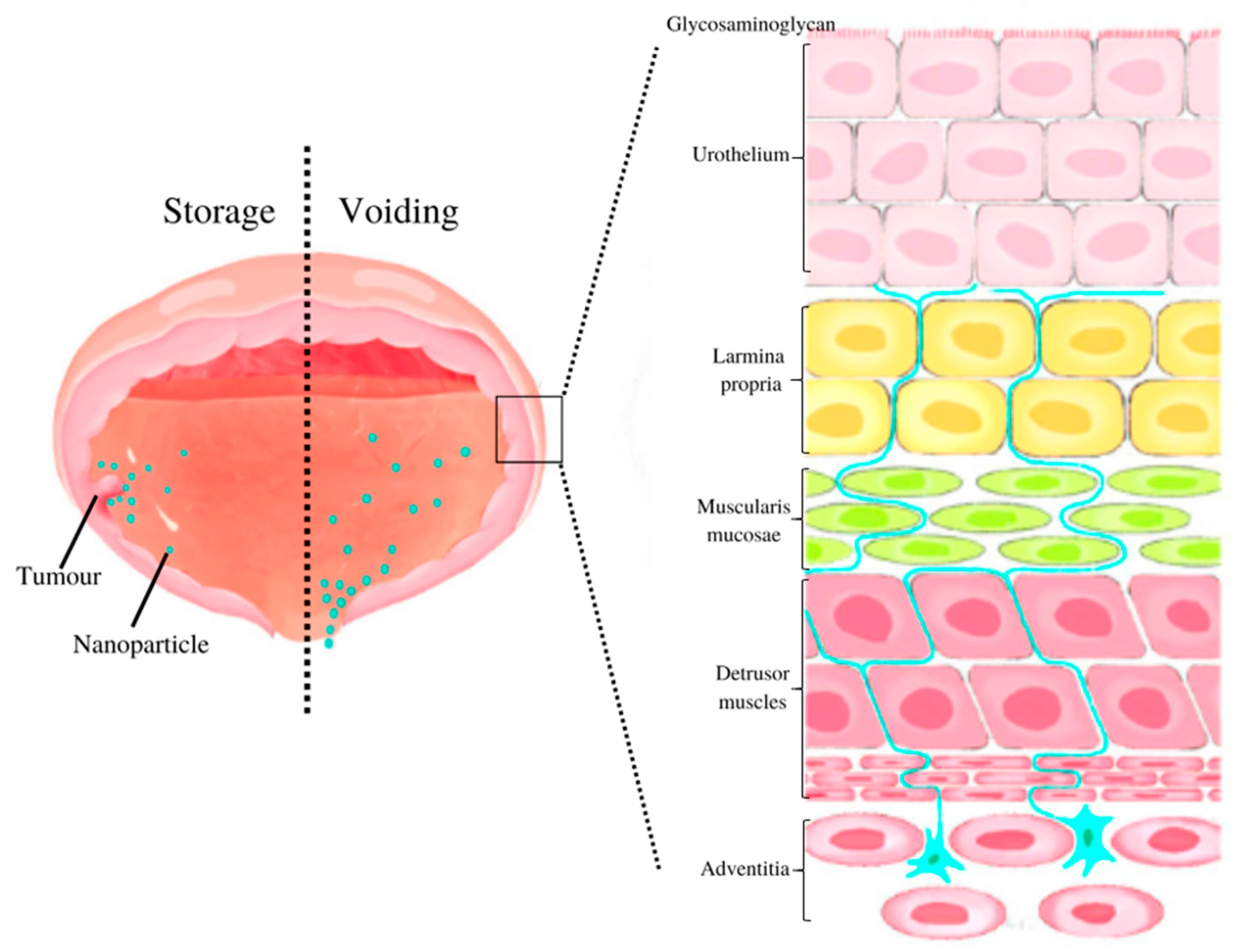 Pharmaceutics 15 00211 g001 Pharmaceutics 15 00211 g001