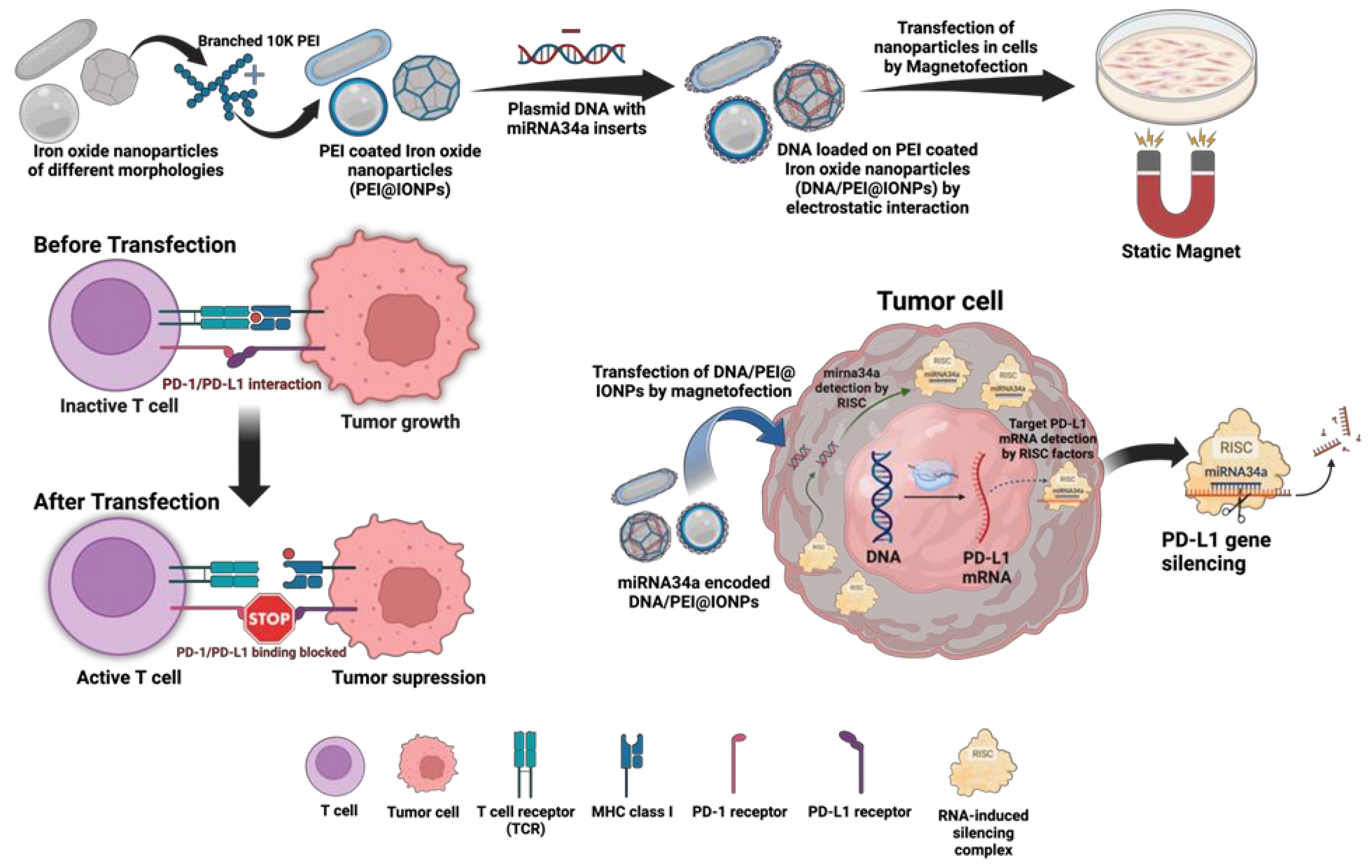 Pharmaceutics 15 00215 sch001 Pharmaceutics 15 00215 sch001
