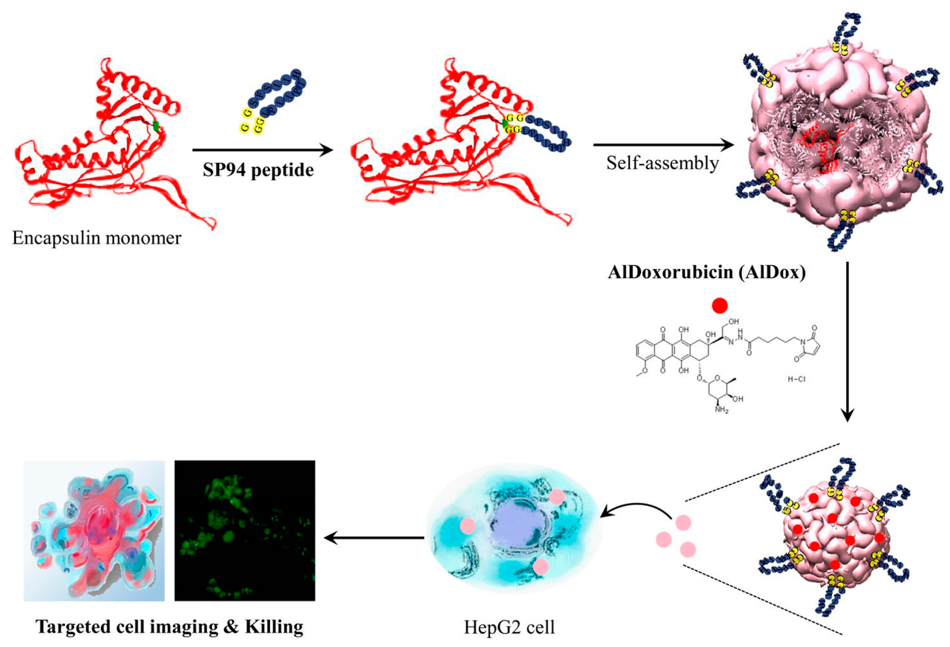 Pharmaceutics 15 00231 g004