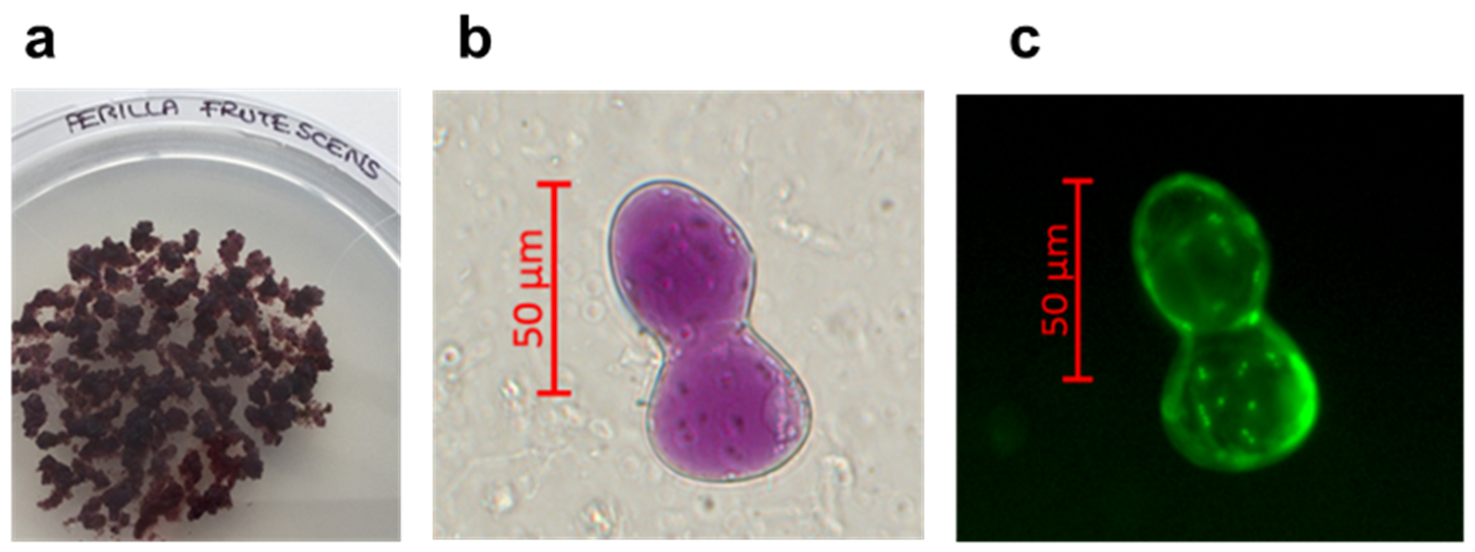 Pharmaceutics 15 00240 g001