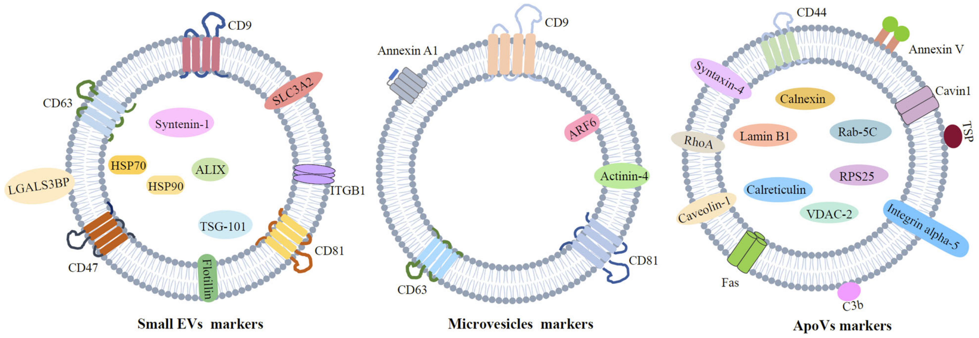 Pharmaceutics 15 00282 g002