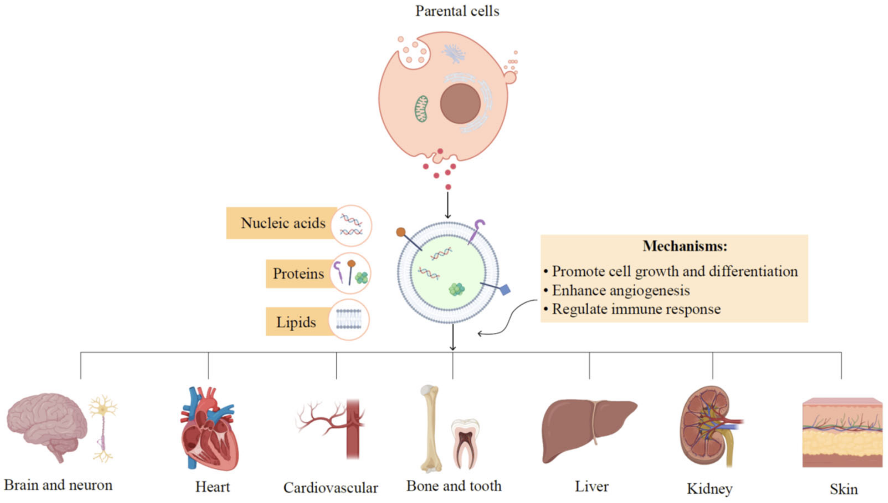 Pharmaceutics 15 00282 g003
