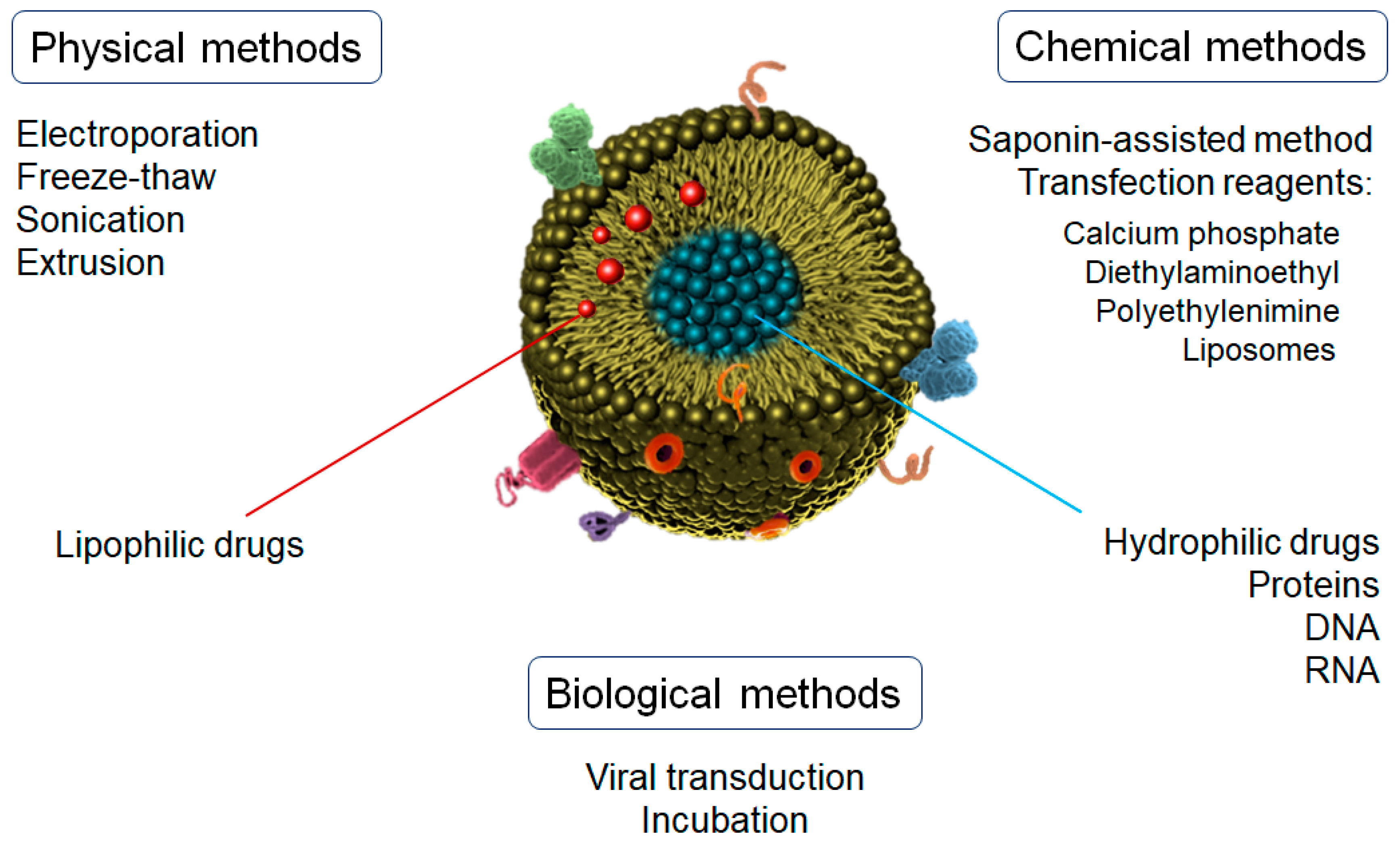 Pharmaceutics 15 00298 g003