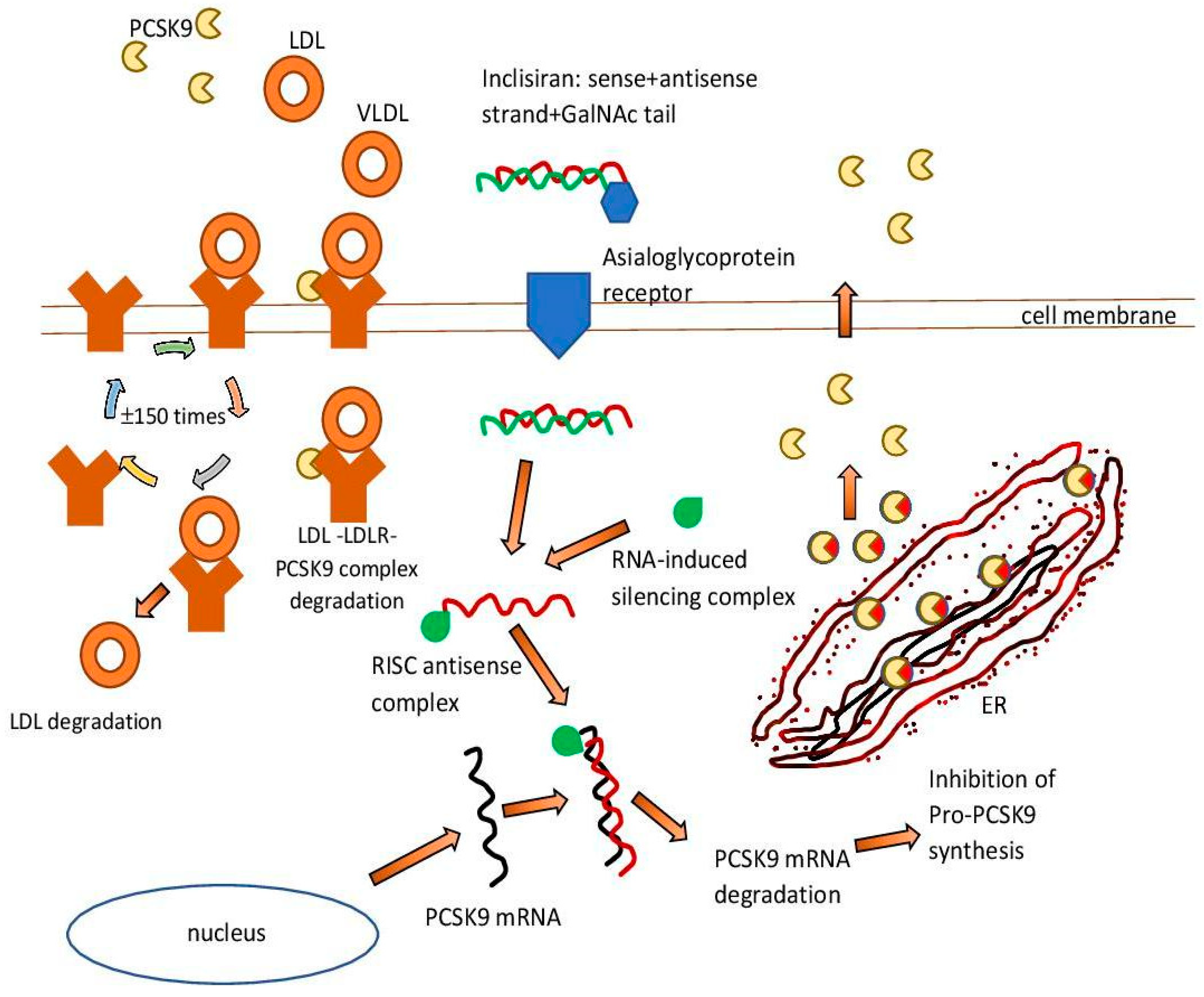 Pharmaceutics 15 00323 g001