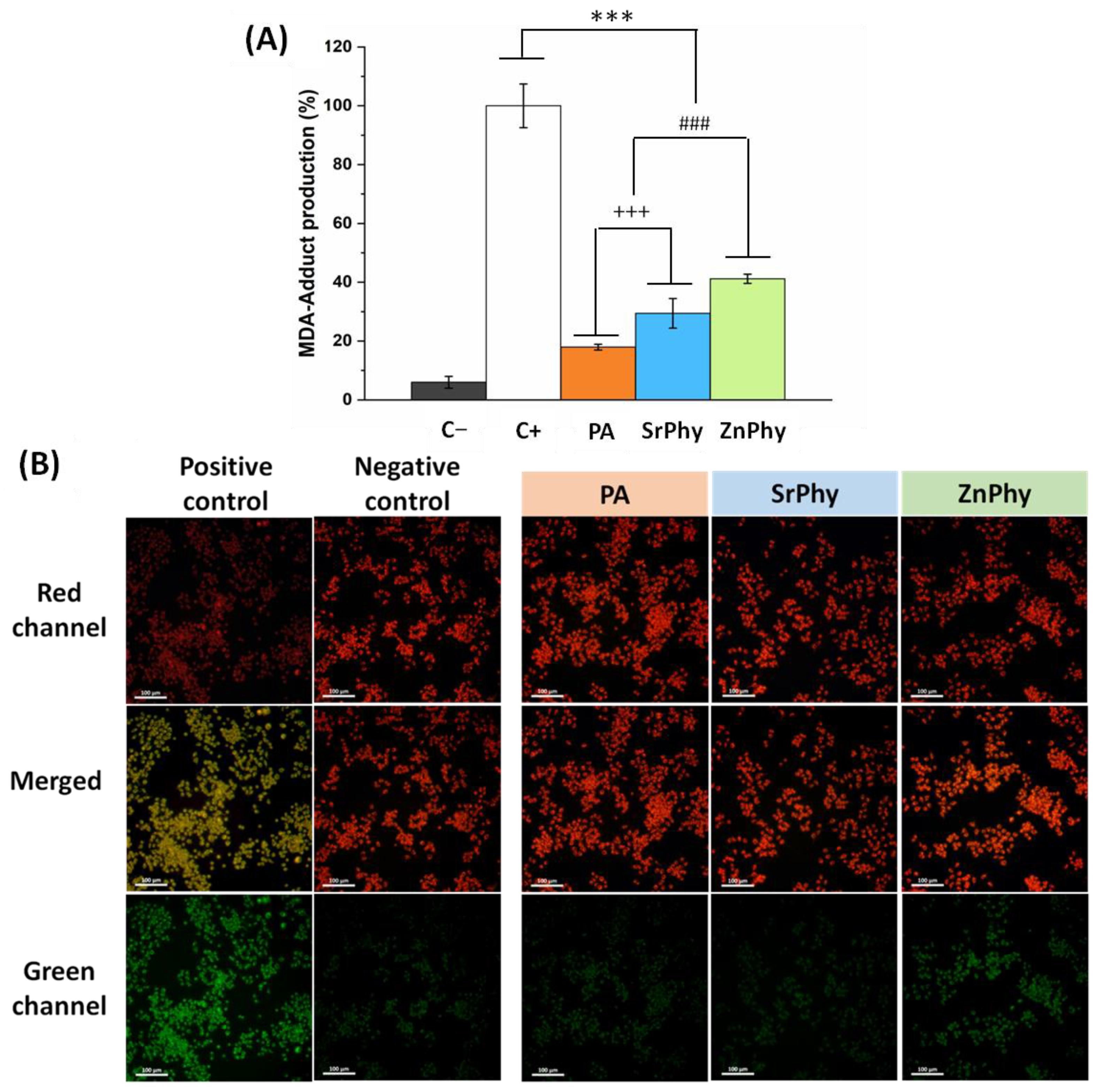 Pharmaceutics 15 00339 g005