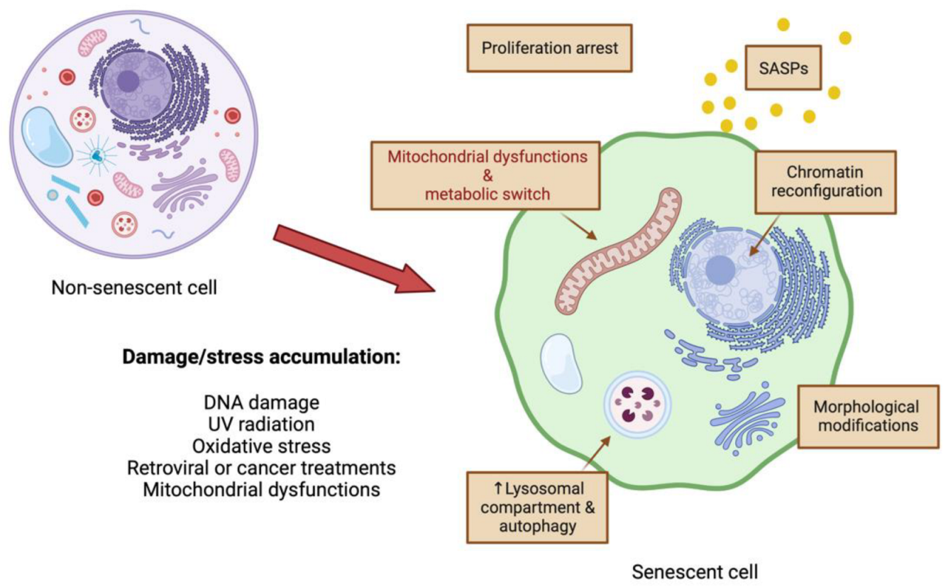 Pharmaceutics 15 00352 g001