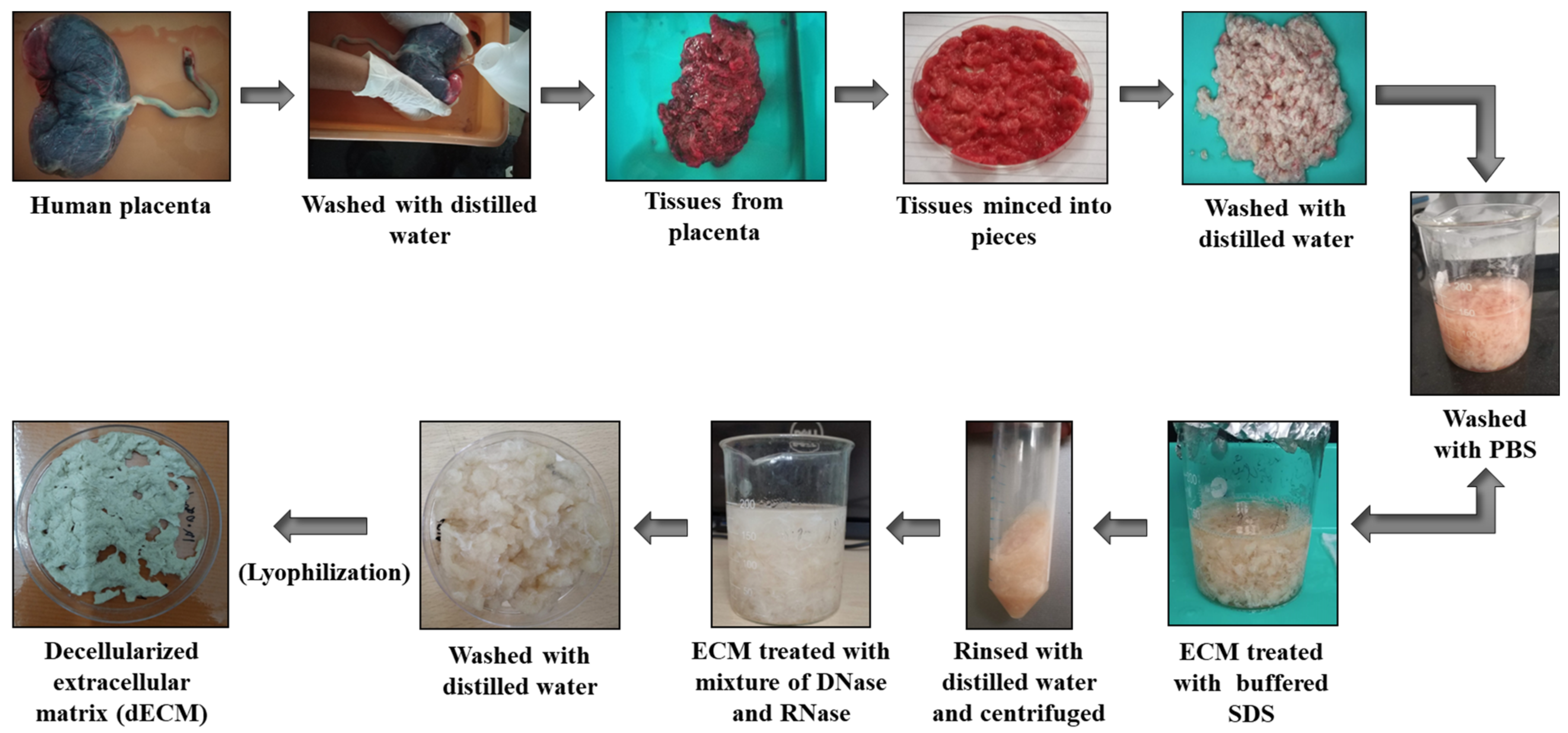 Pharmaceutics 15 00362 g002
