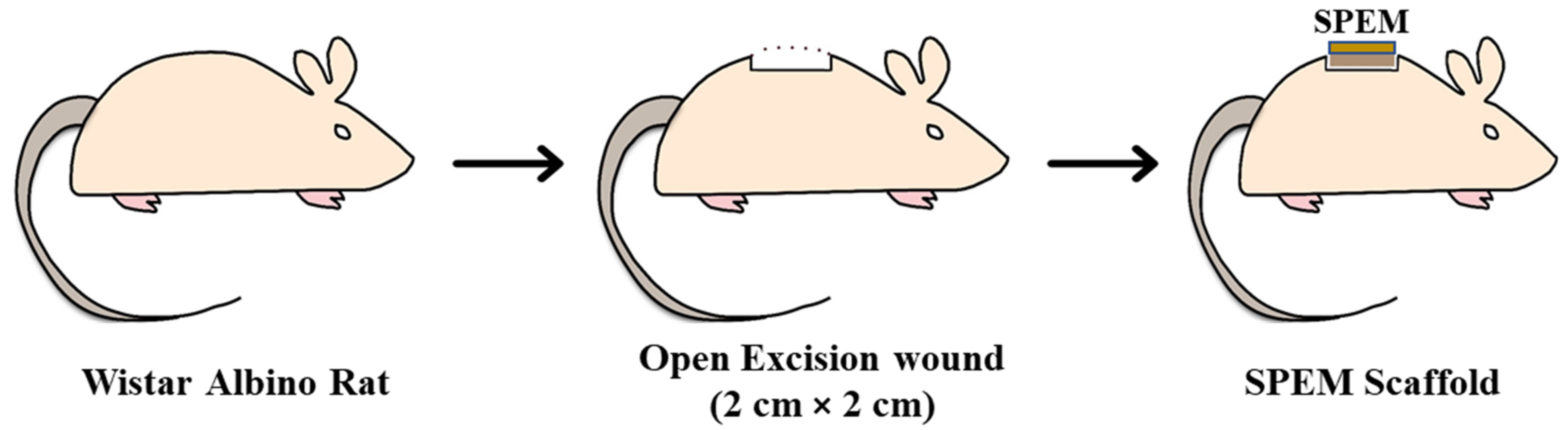 Pharmaceutics 15 00362 g003