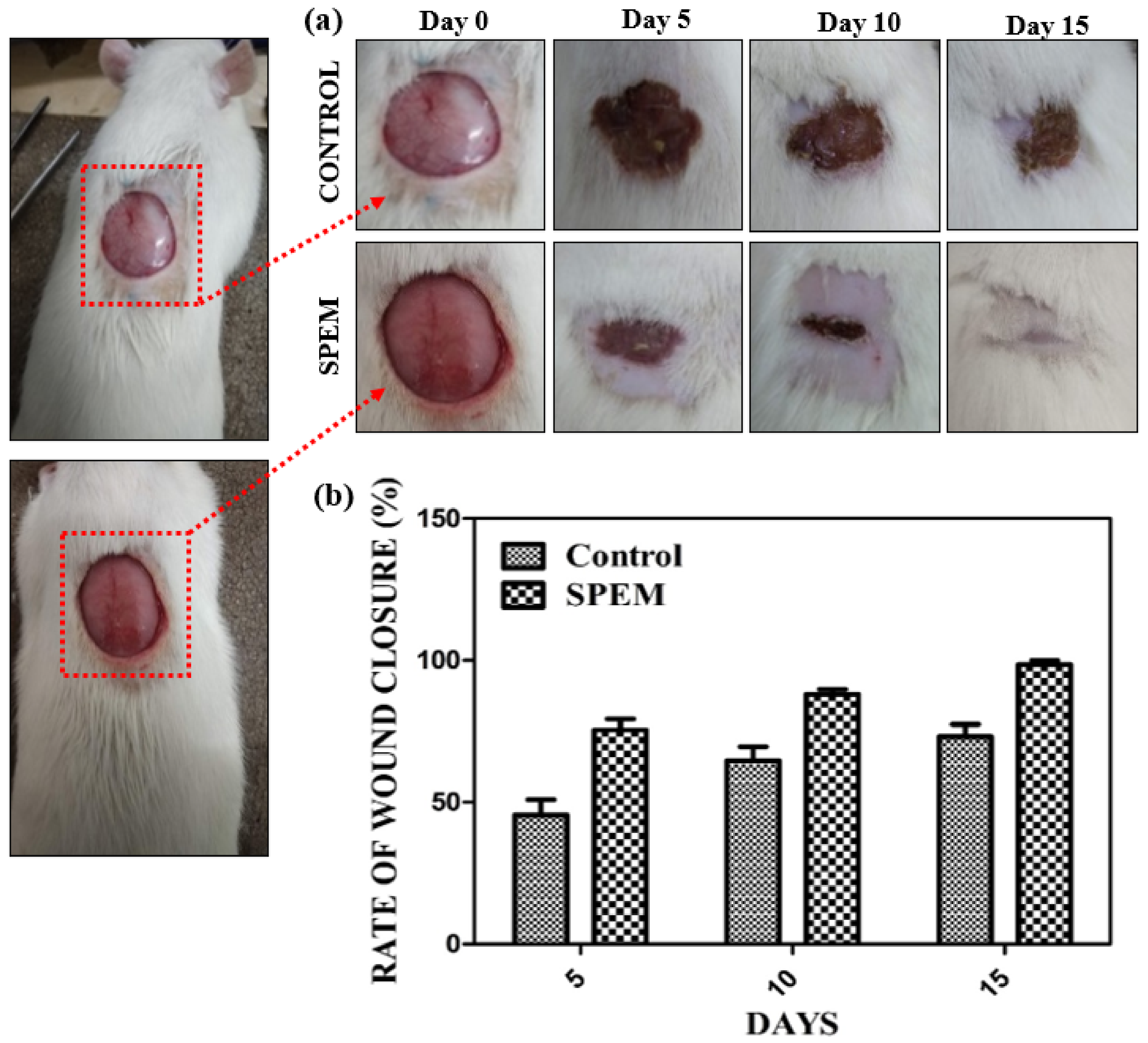 Pharmaceutics 15 00362 g012