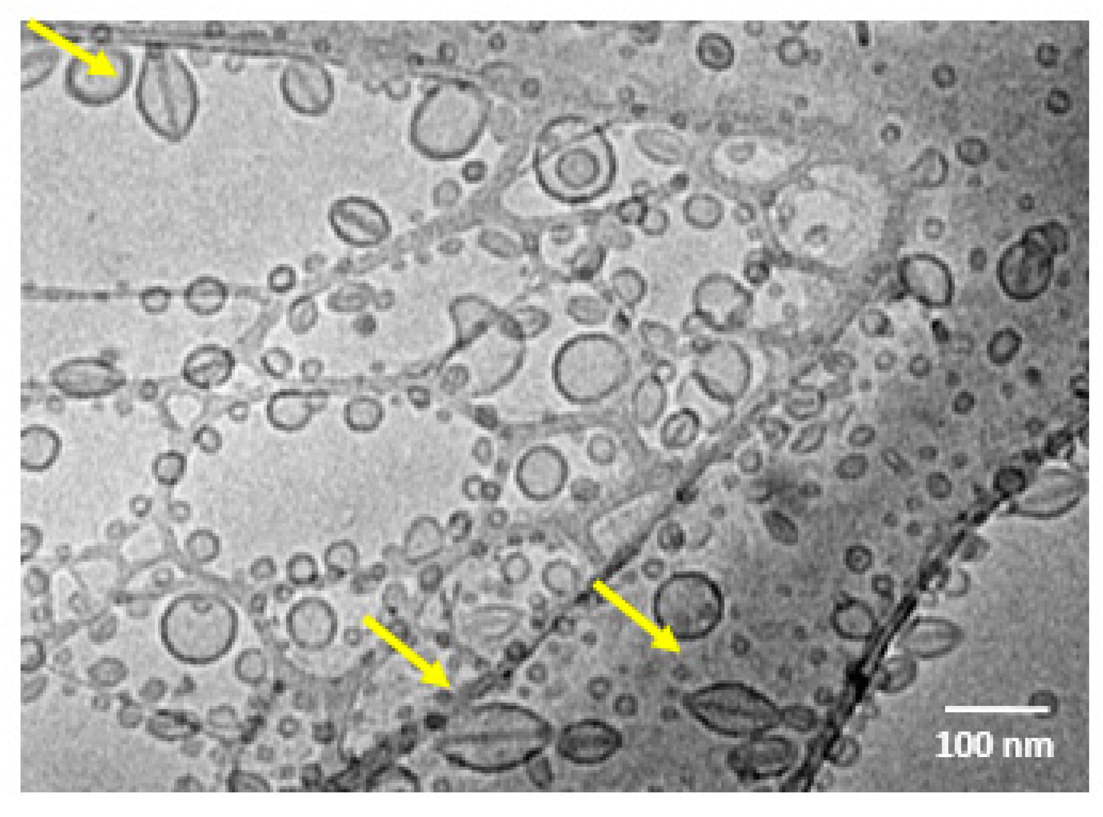 Pharmaceutics 15 00369 g006