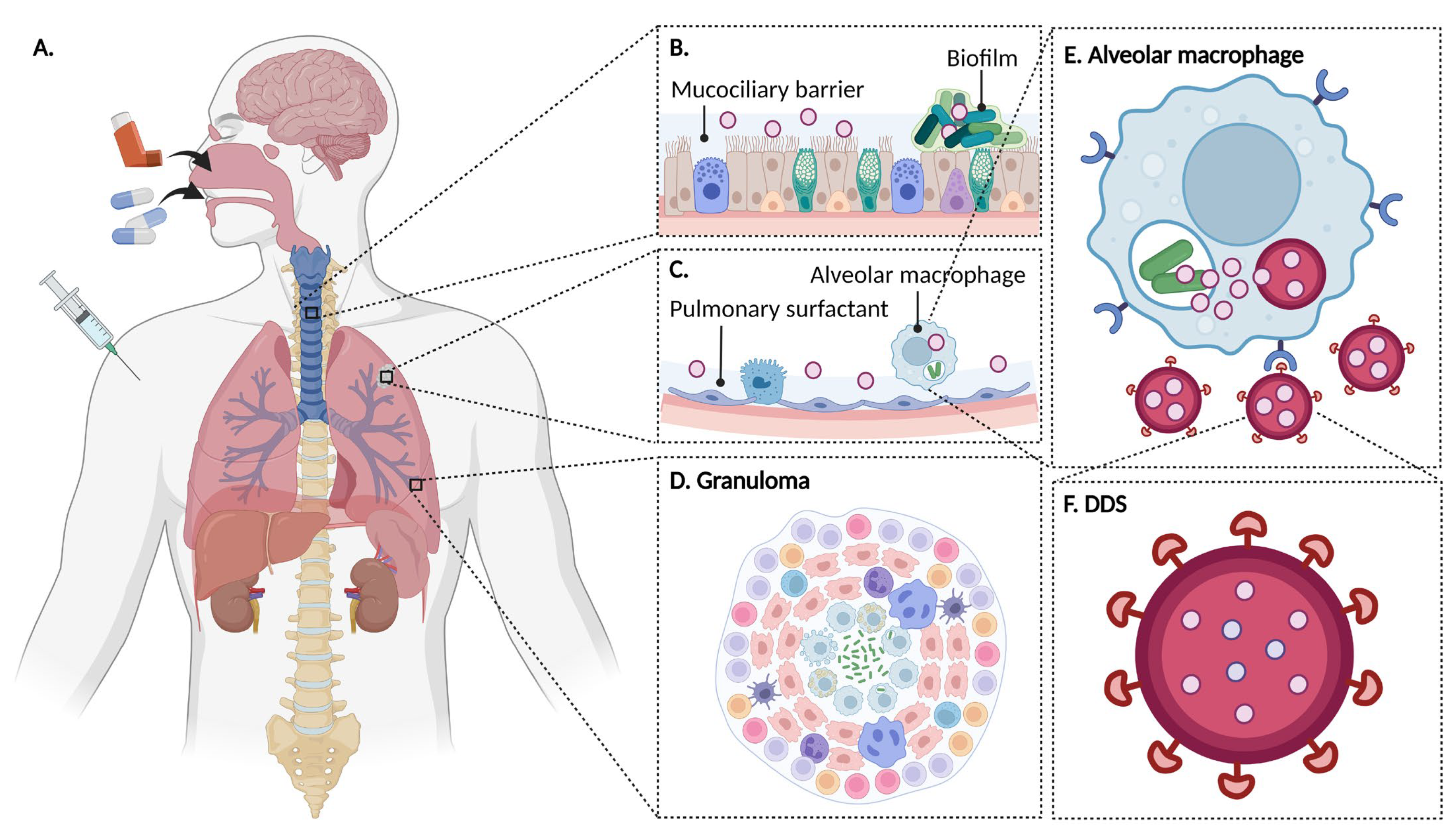 Pharmaceutics 15 00393 g006