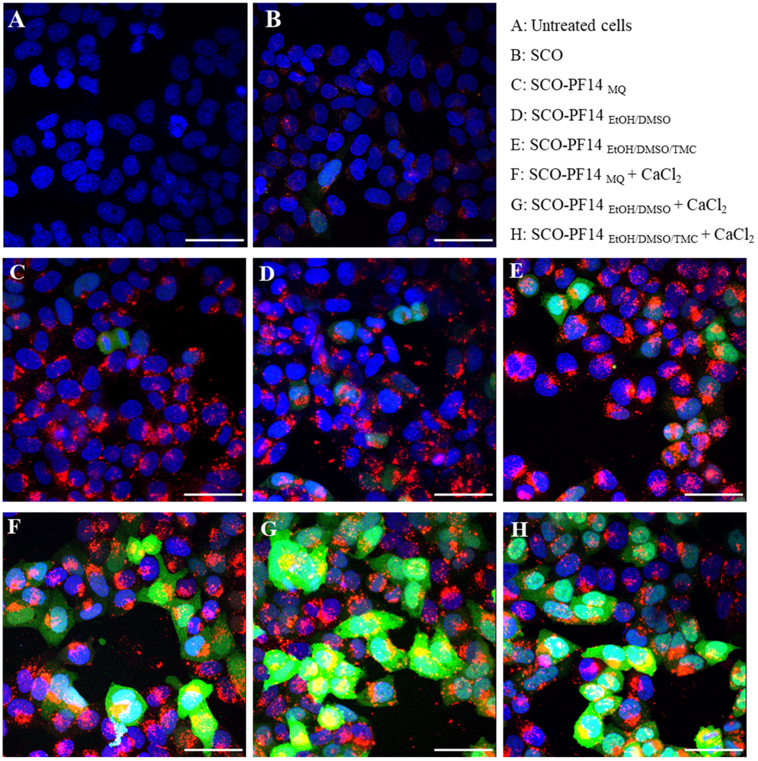 Pharmaceutics 15 00396 g004