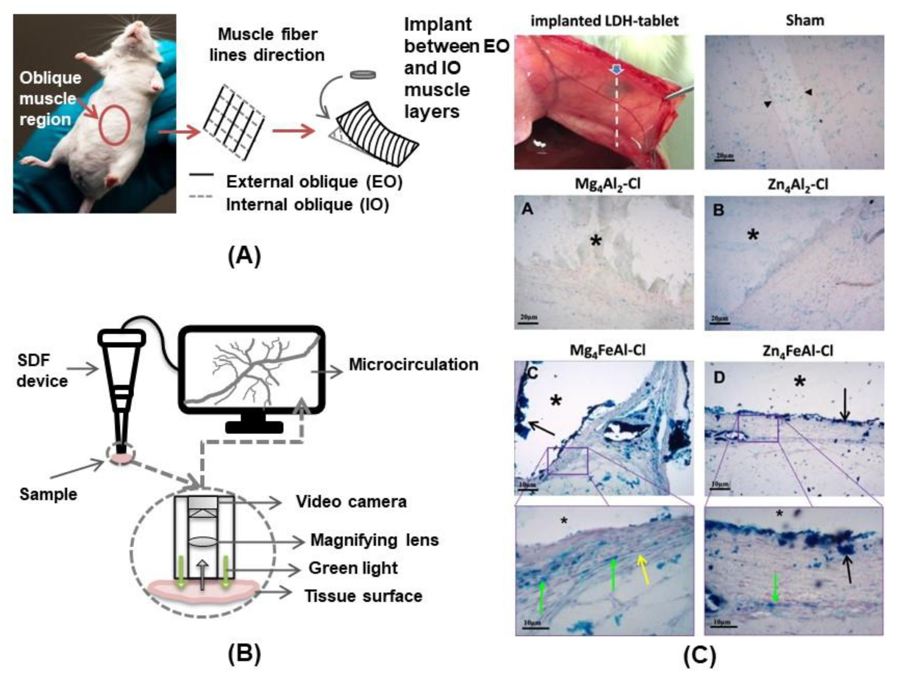 Pharmaceutics 15 00413 g011