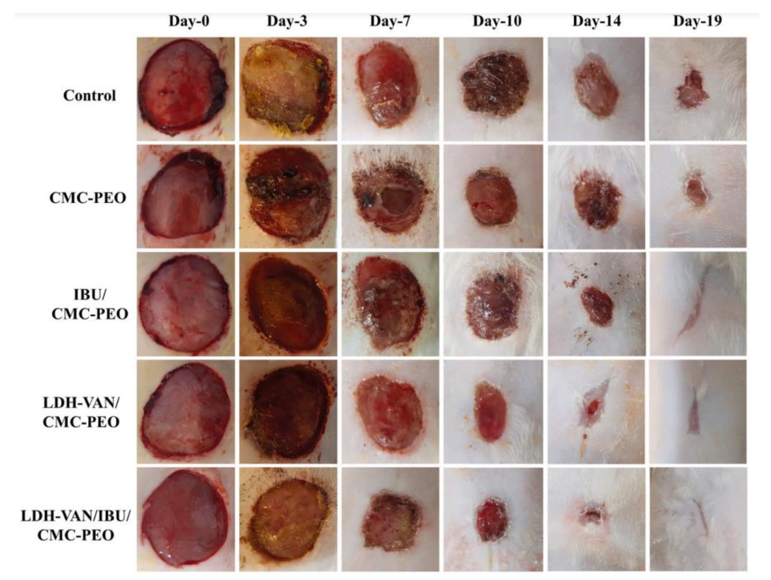 Pharmaceutics 15 00413 g019