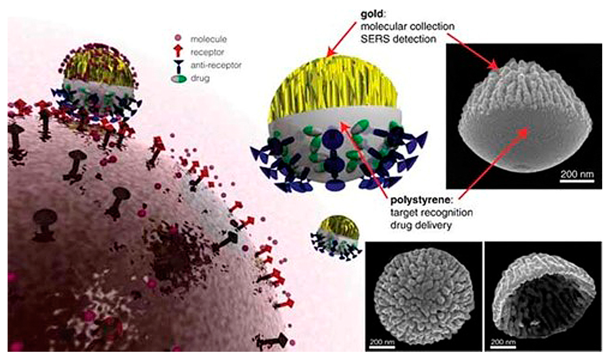 Pharmaceutics 15 00423 g004