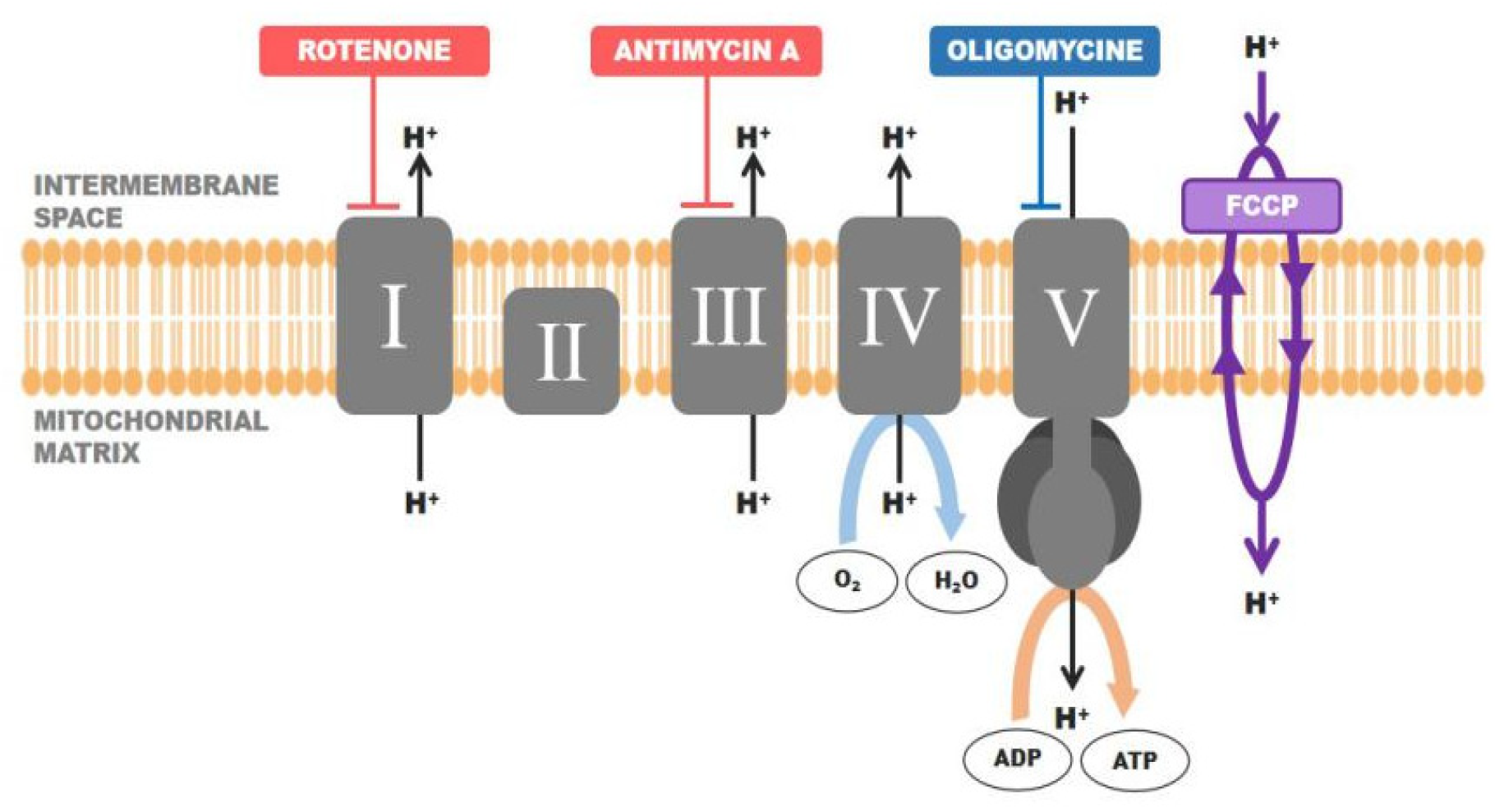 Pharmaceutics 15 00471 g001 Pharmaceutics 15 00471 g001