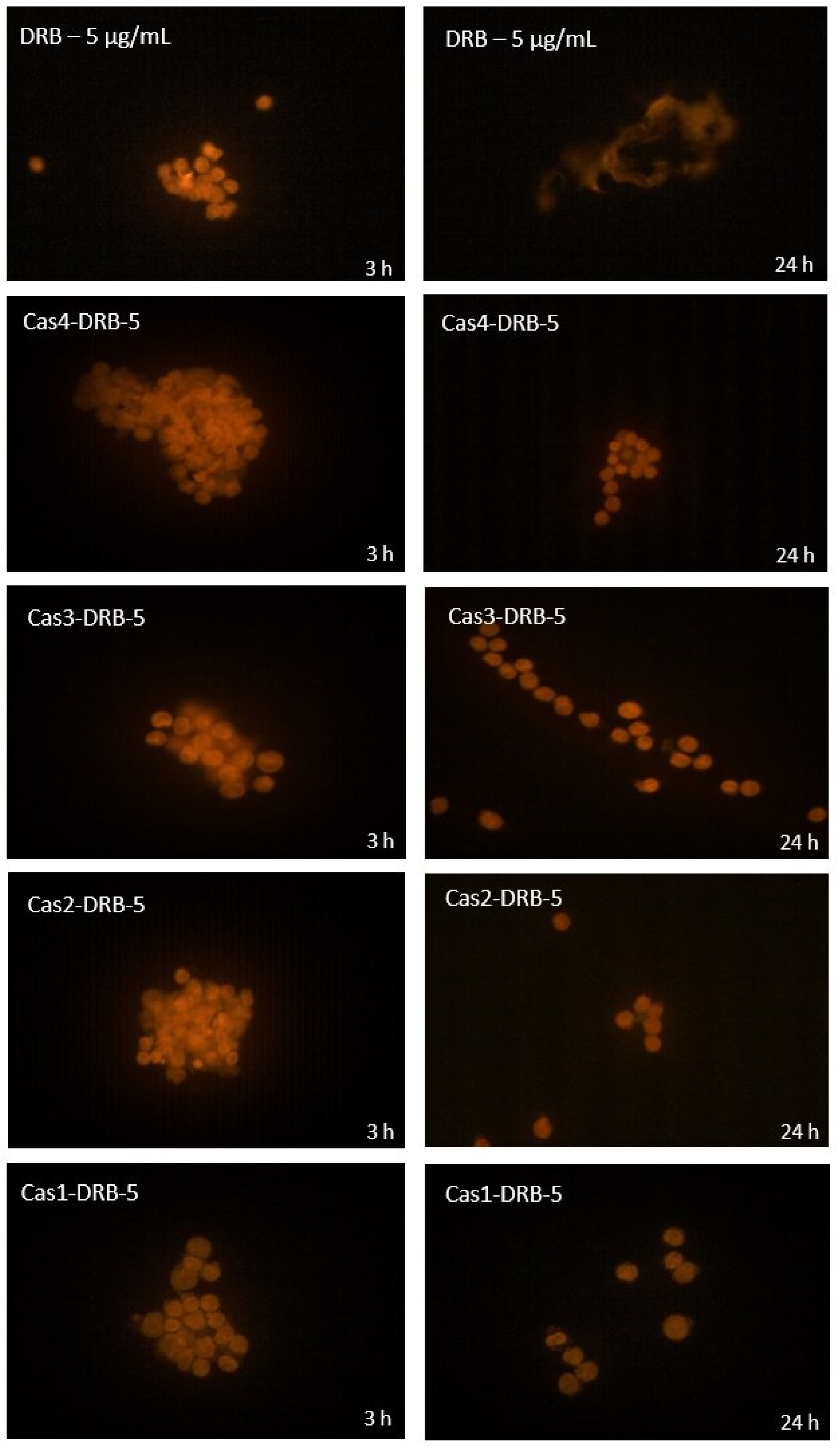 Pharmaceutics 15 00471 g011 Pharmaceutics 15 00471 g011