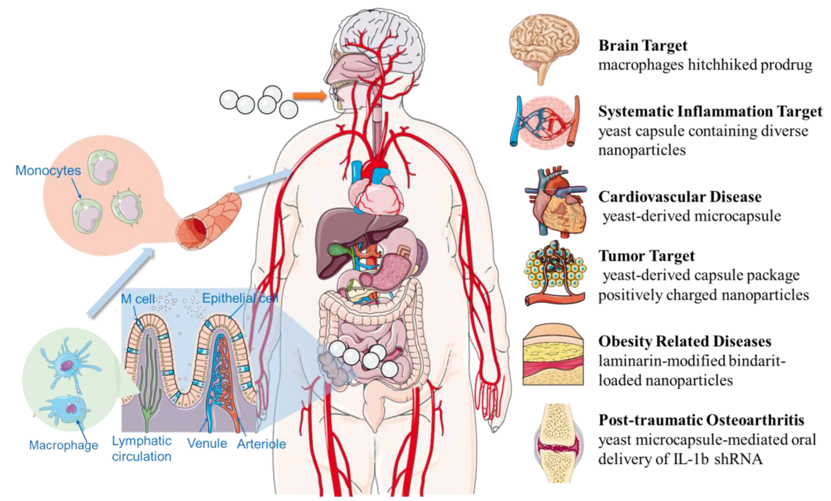 Pharmaceutics 15 00484 g002