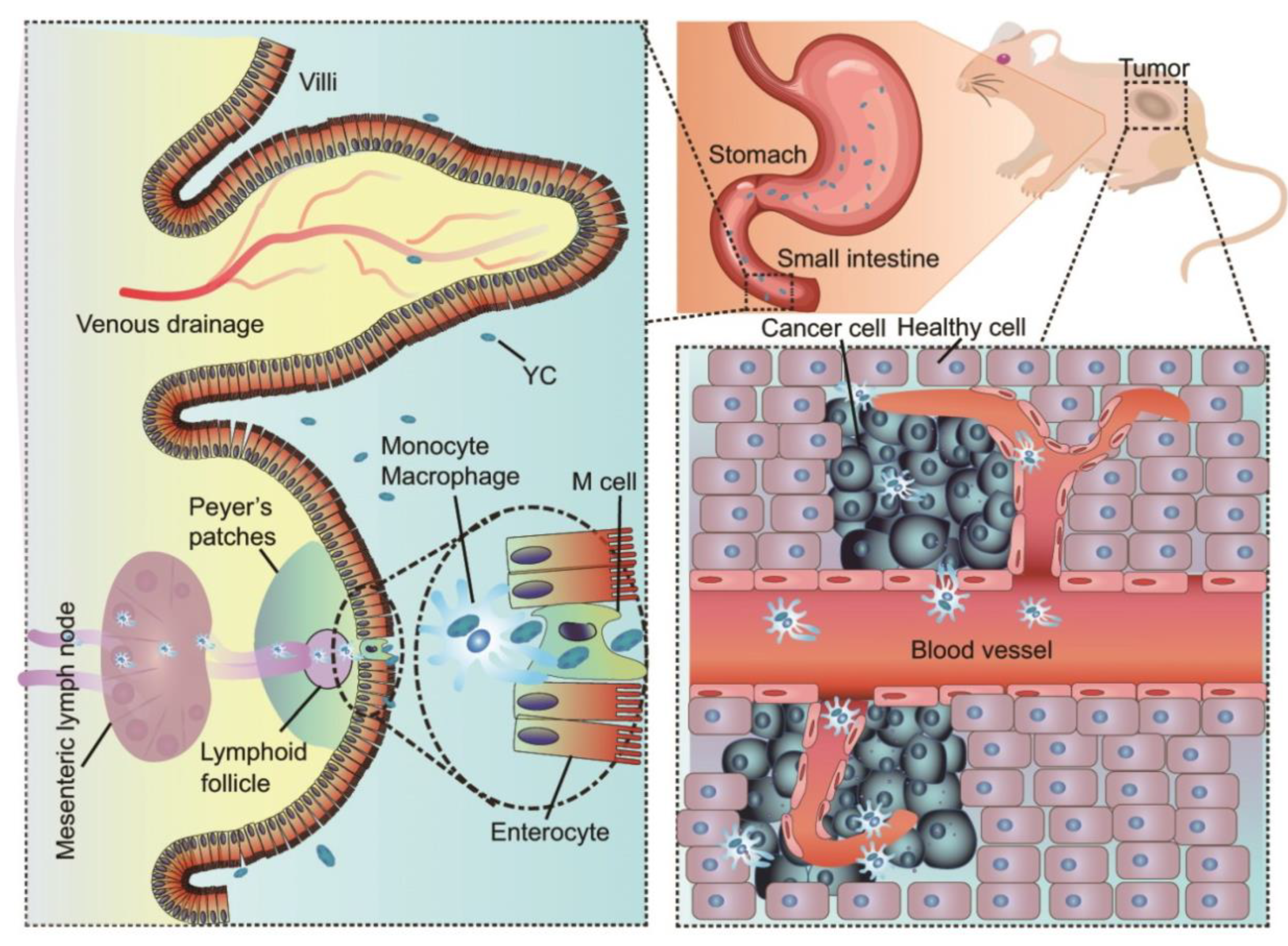 Pharmaceutics 15 00484 g004