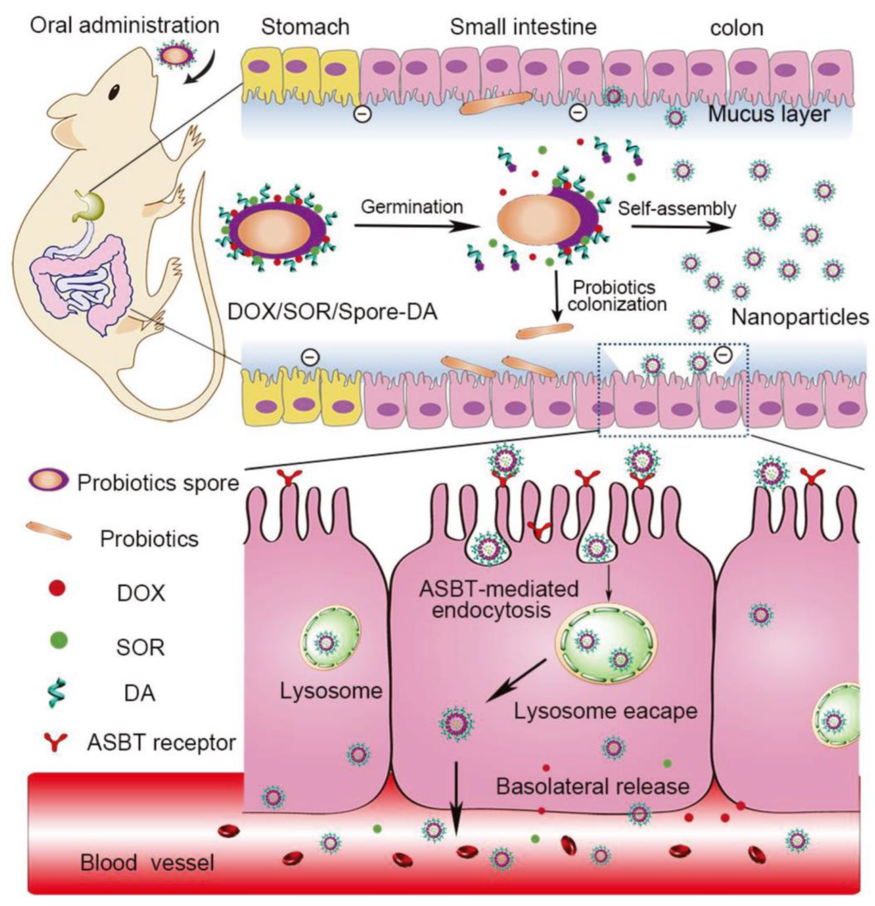 Pharmaceutics 15 00484 g005
