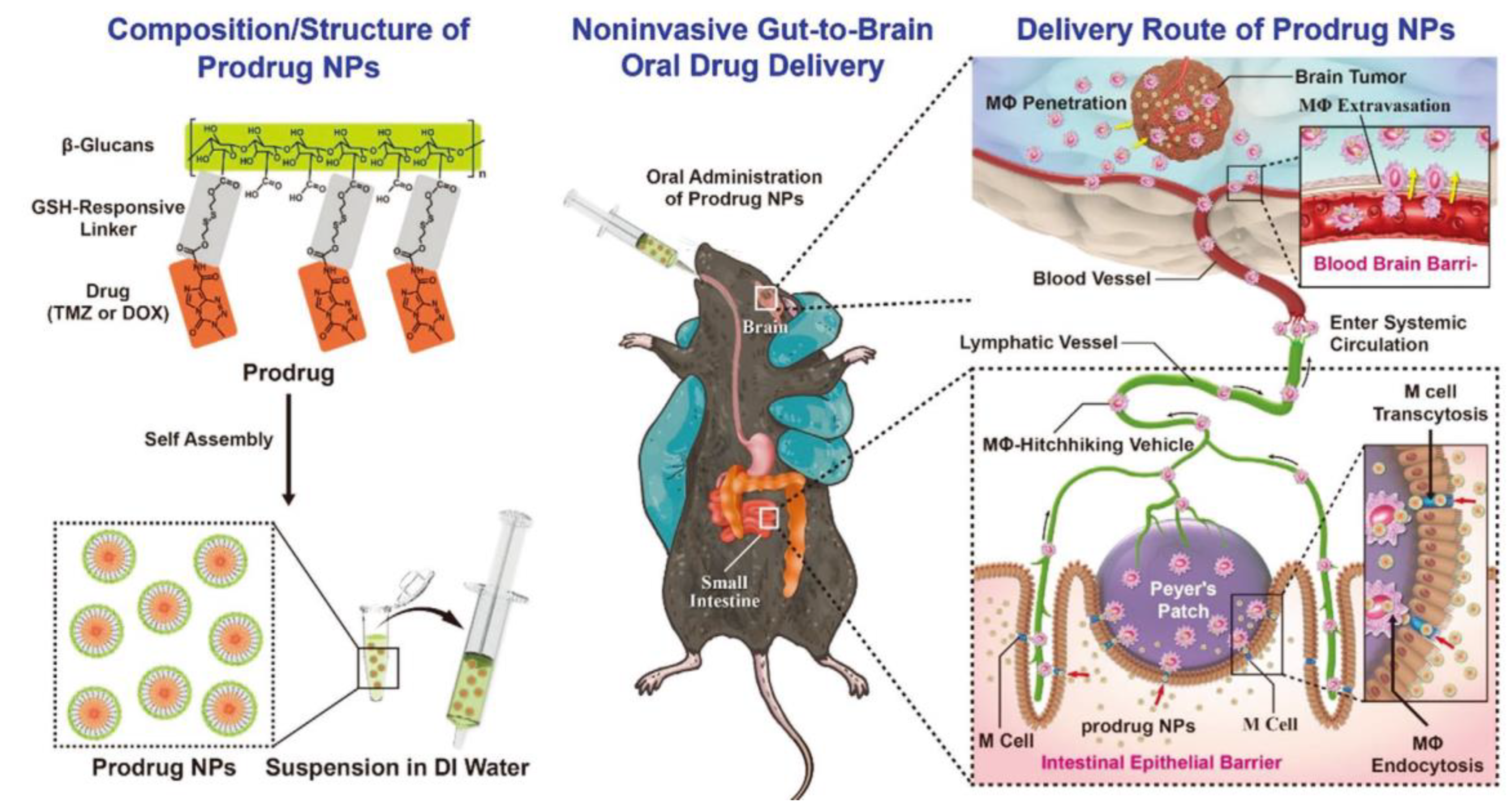 Pharmaceutics 15 00484 g007