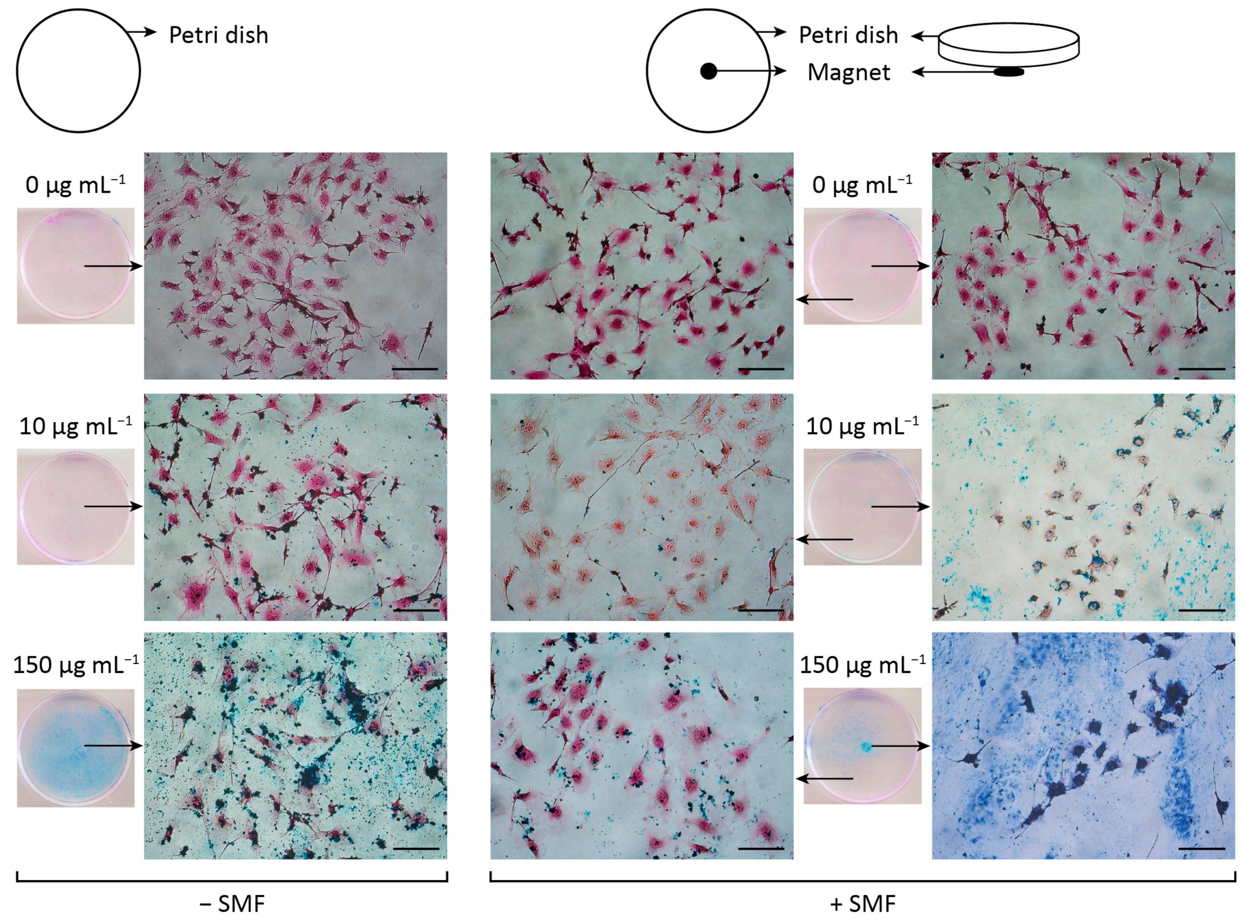 Pharmaceutics 15 00488 g008 Pharmaceutics 15 00488 g008