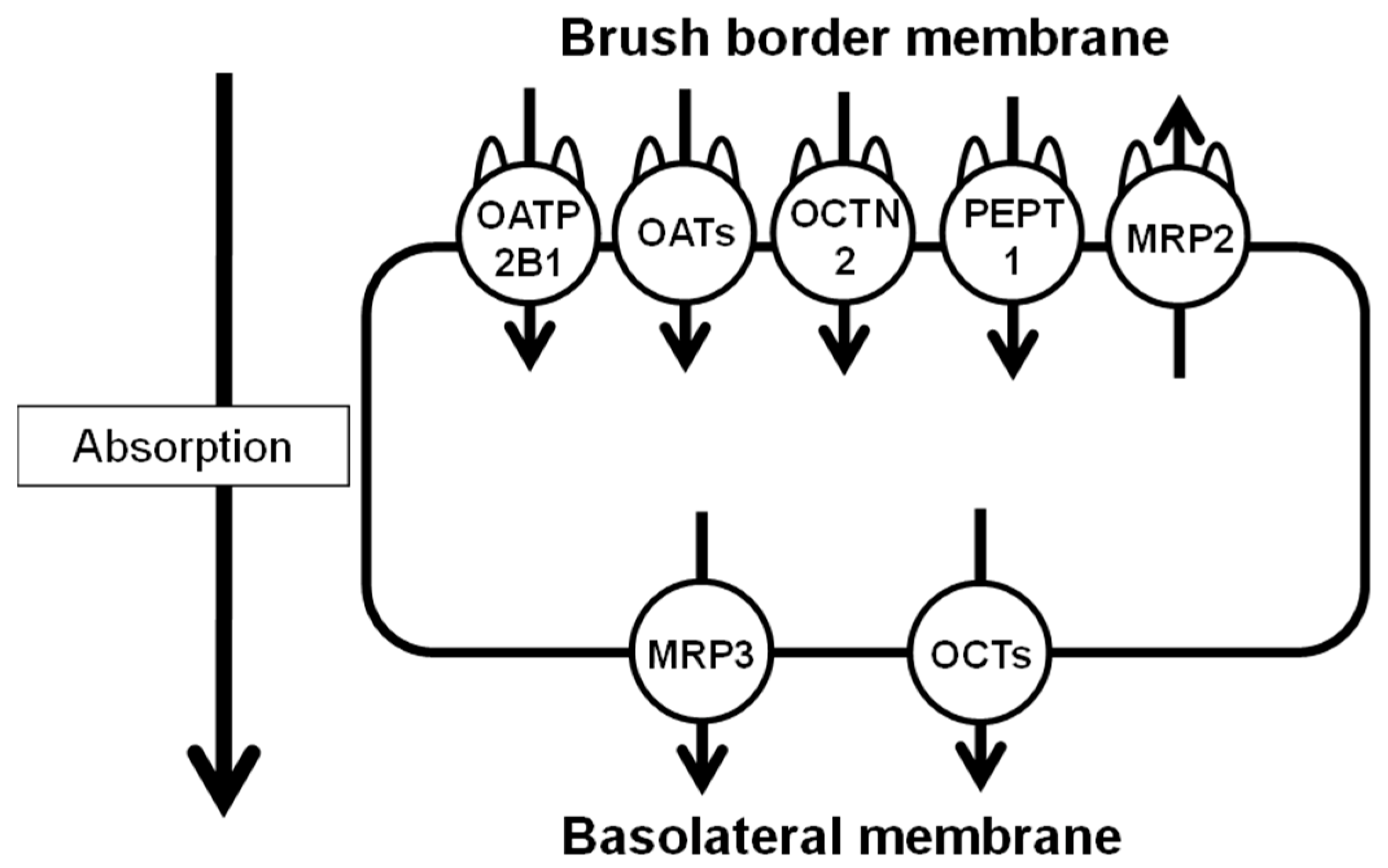 Pharmaceutics 15 00497 g001