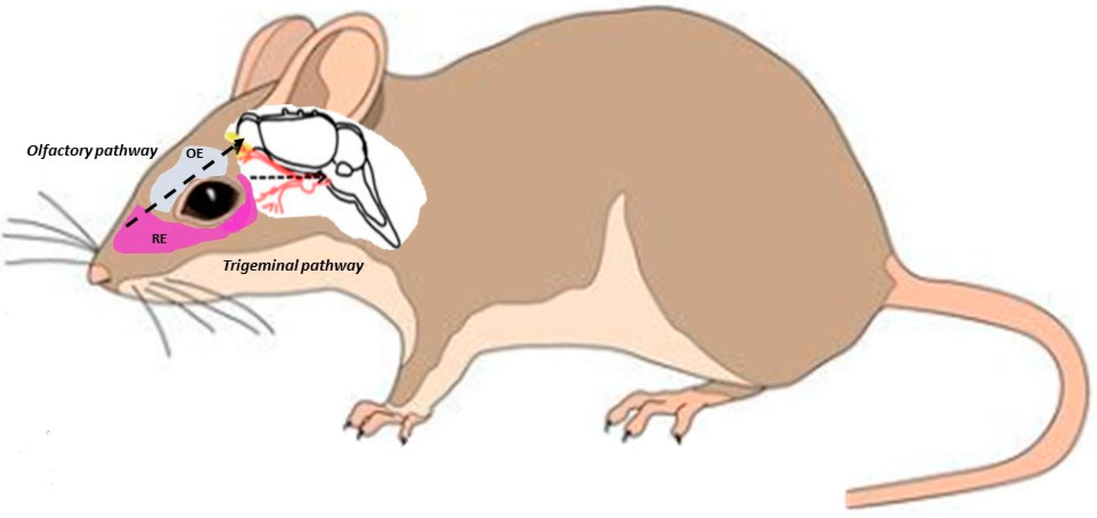 Pharmaceutics 15 00501 g004