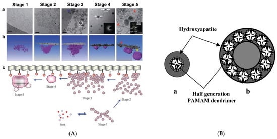 Pharmaceutics 15 00524 g012a