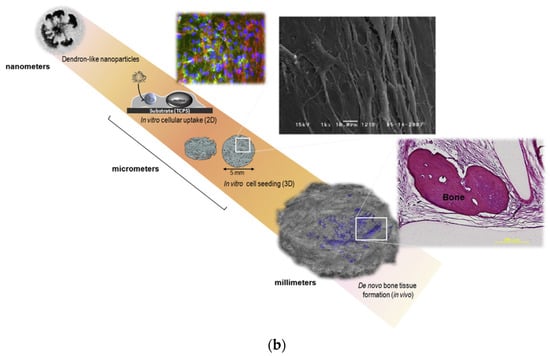 Pharmaceutics 15 00524 g016b