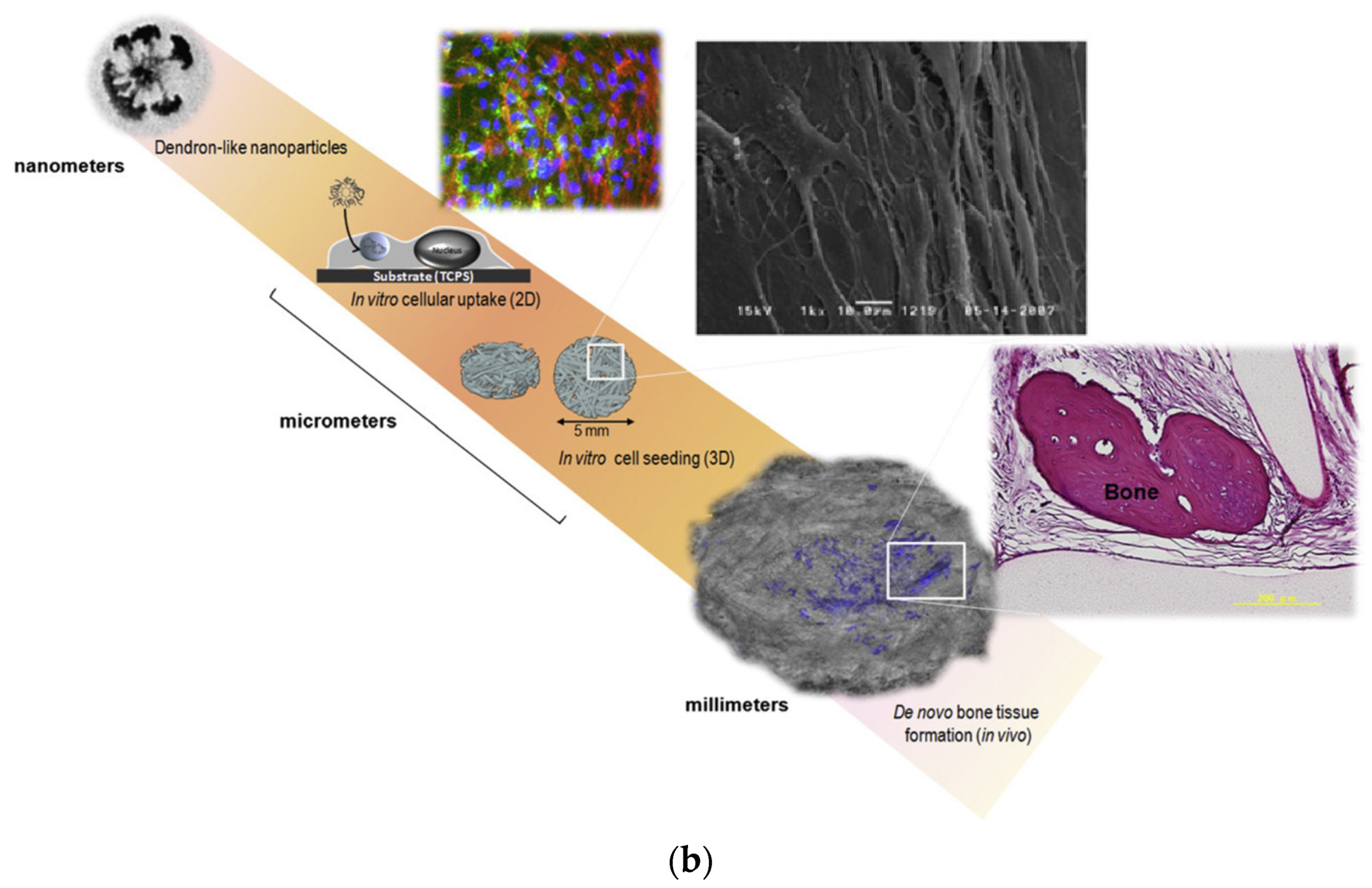 Pharmaceutics 15 00524 g016b Pharmaceutics 15 00524 g016b