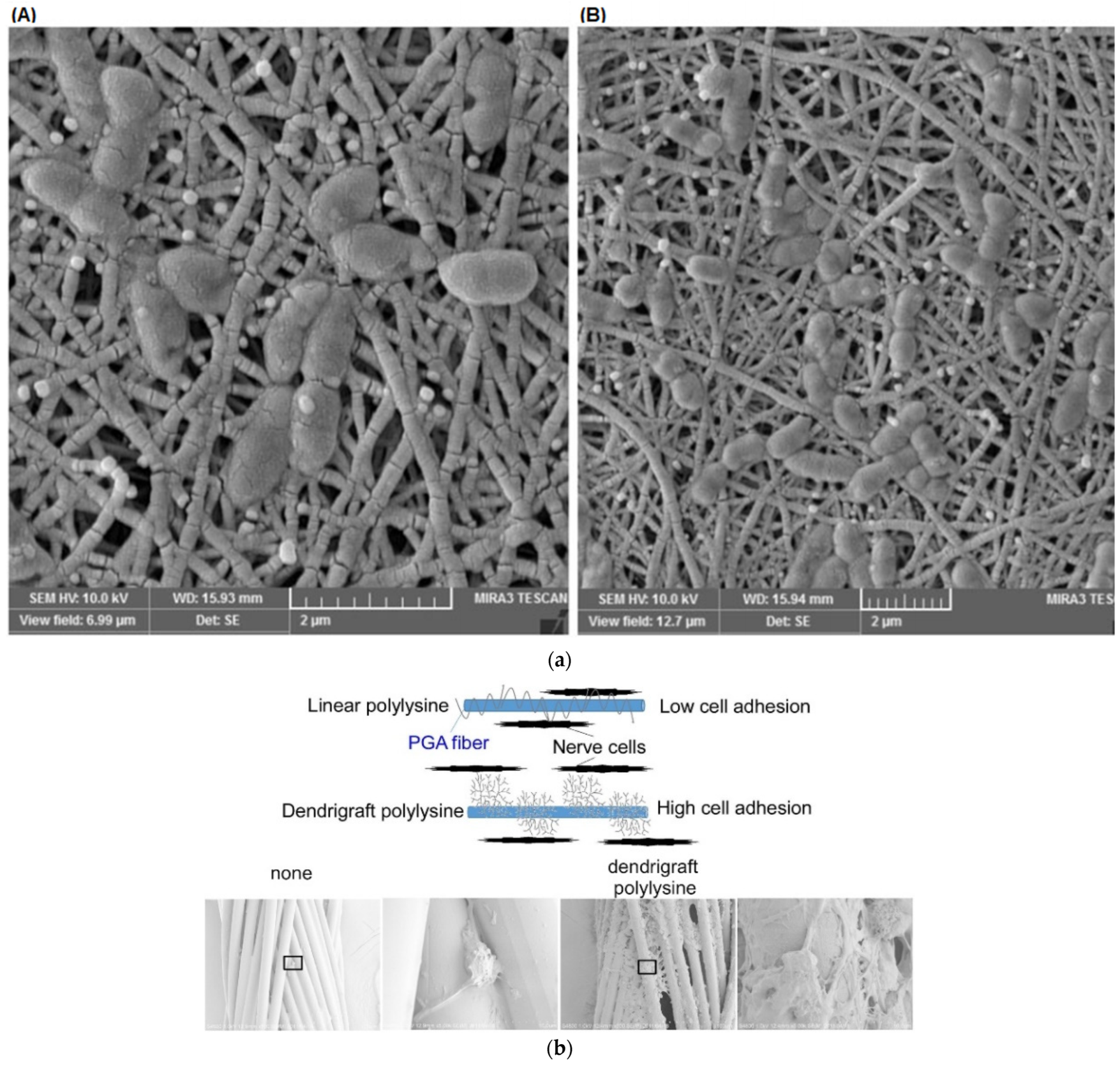 Pharmaceutics 15 00524 g035a Pharmaceutics 15 00524 g035a