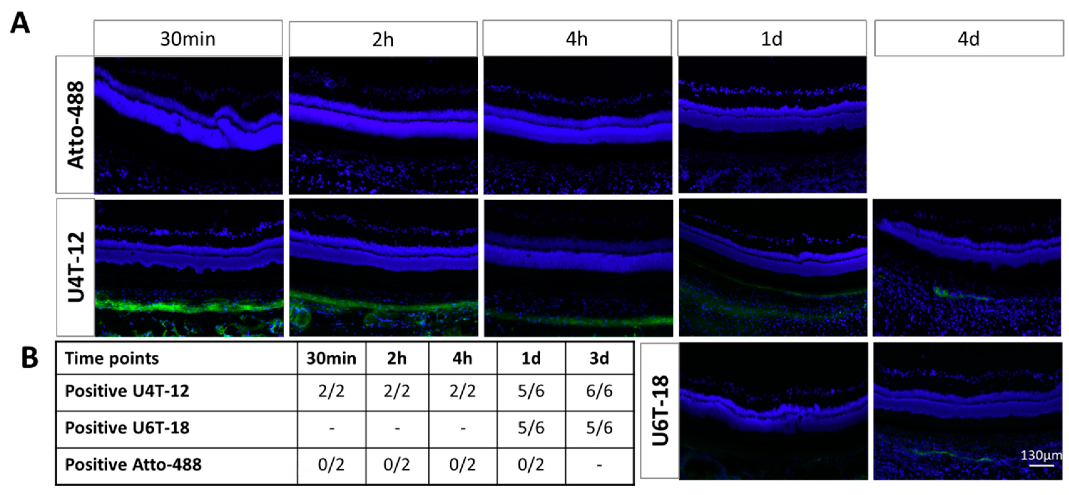 Pharmaceutics 15 00532 g007