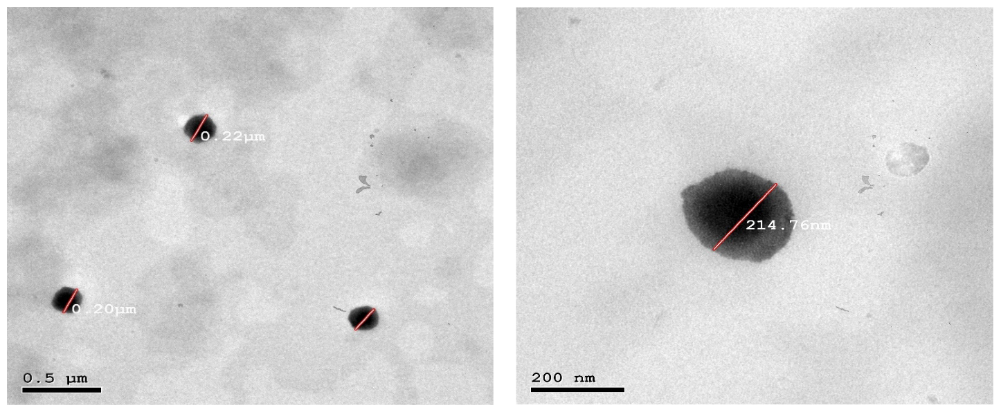 Pharmaceutics 15 00533 g003