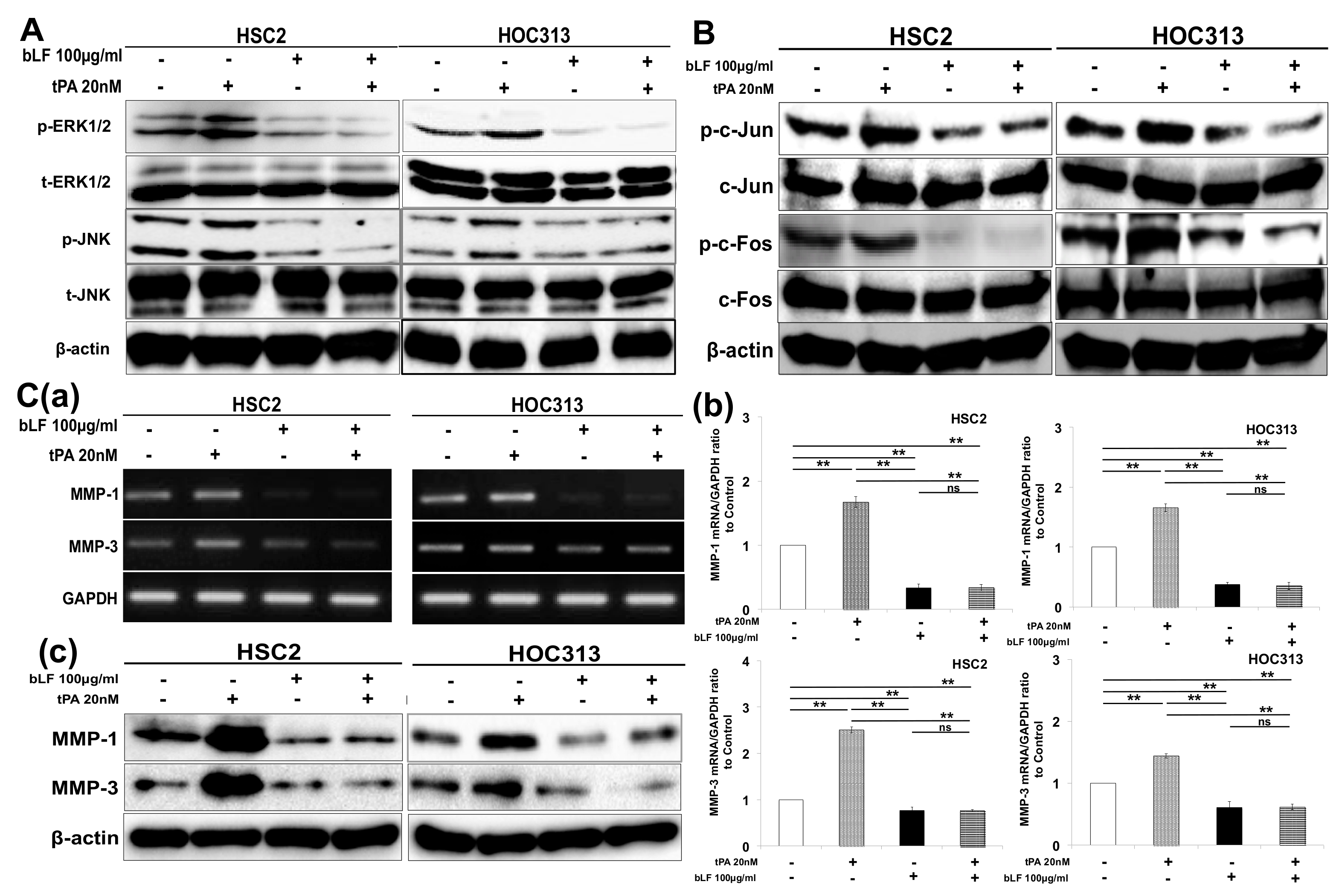 Pharmaceutics 15 00562 g005