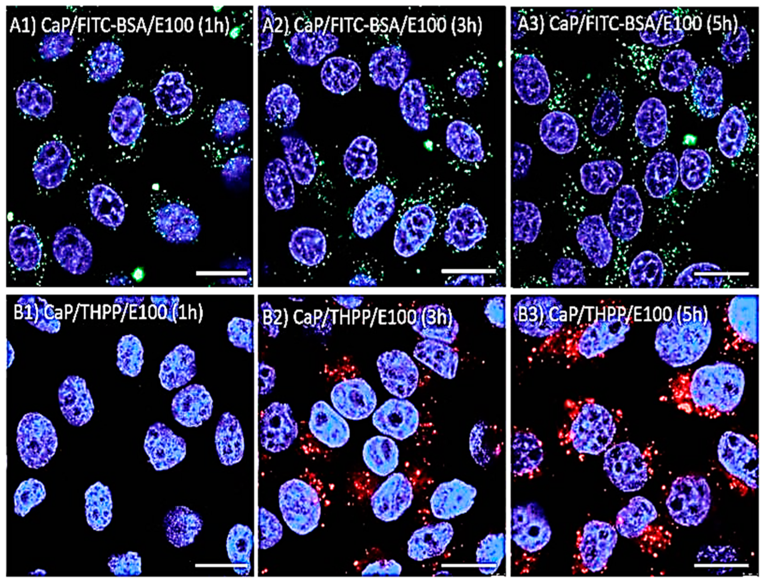 Pharmaceutics 15 00587 g008