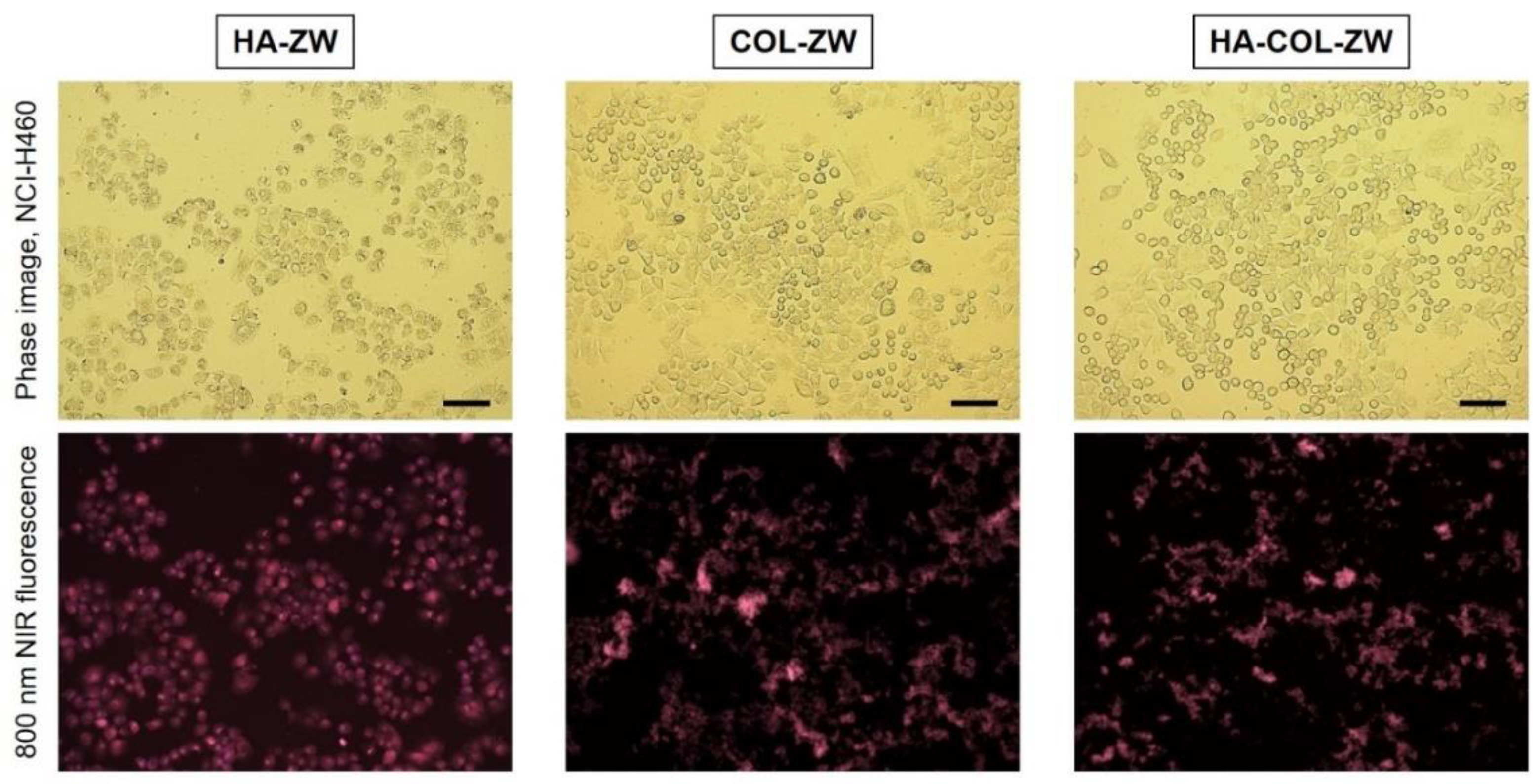 Pharmaceutics 15 00613 g005