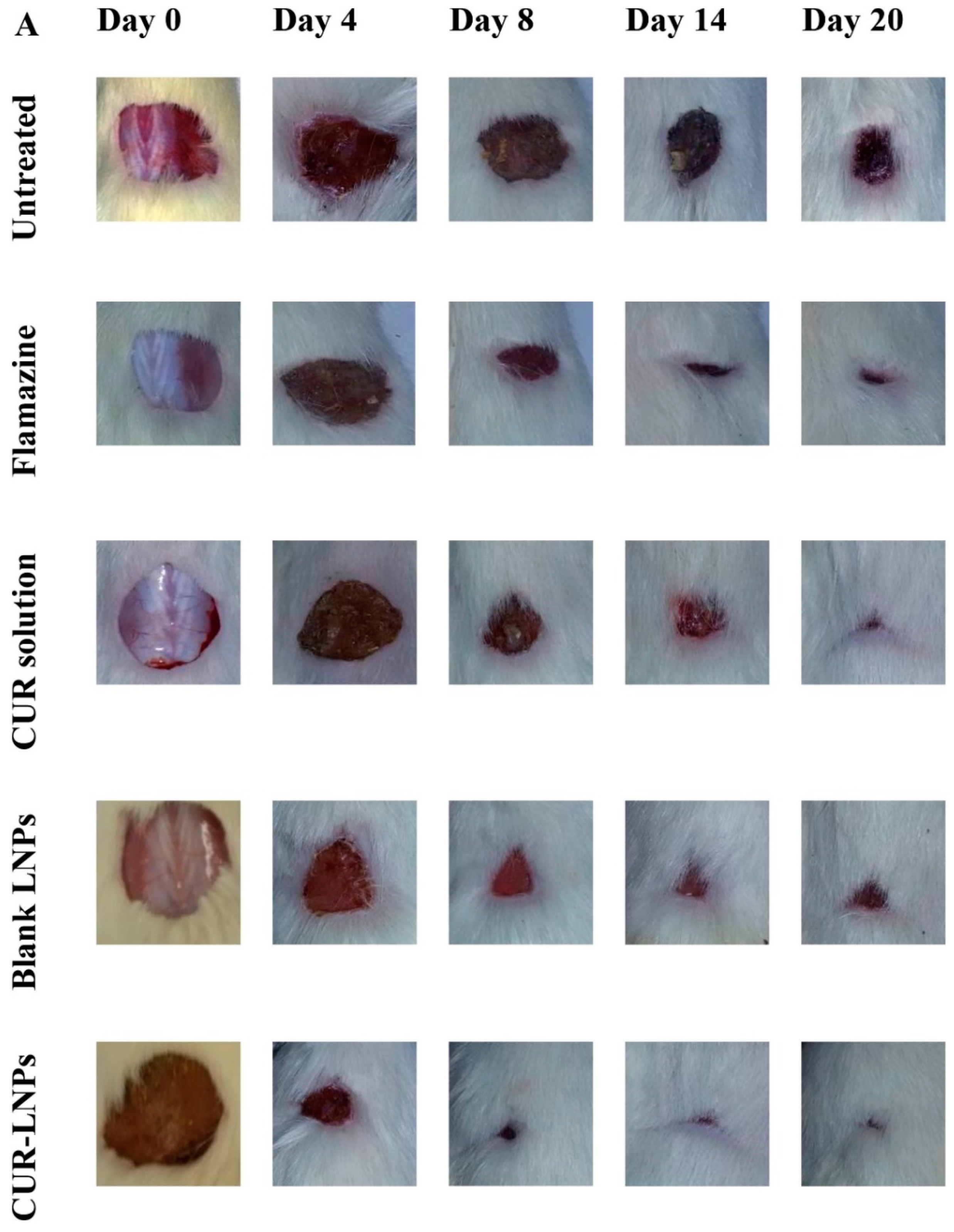 Pharmaceutics 15 00657 g007 Pharmaceutics 15 00657 g007