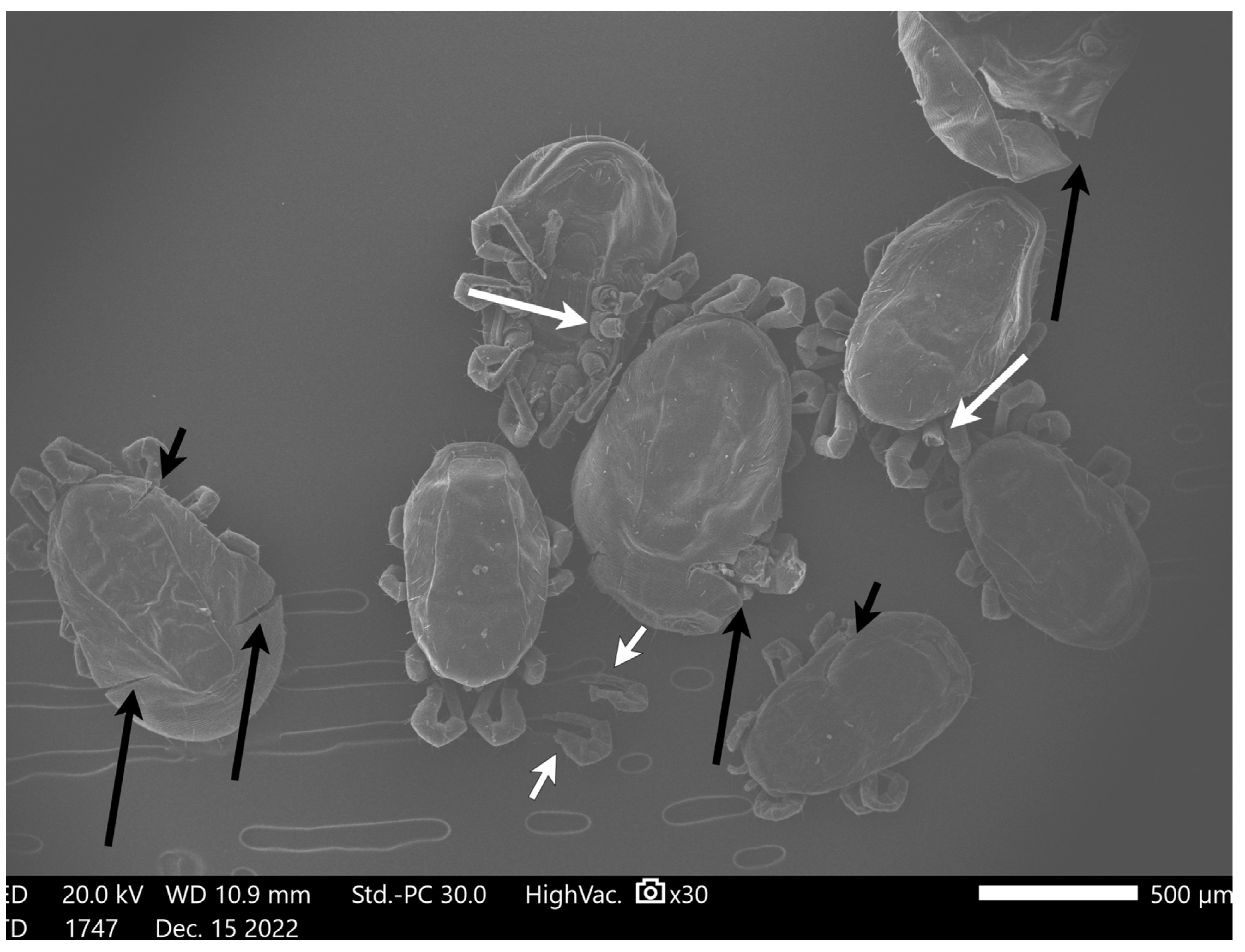 Pharmaceutics 15 00659 g006