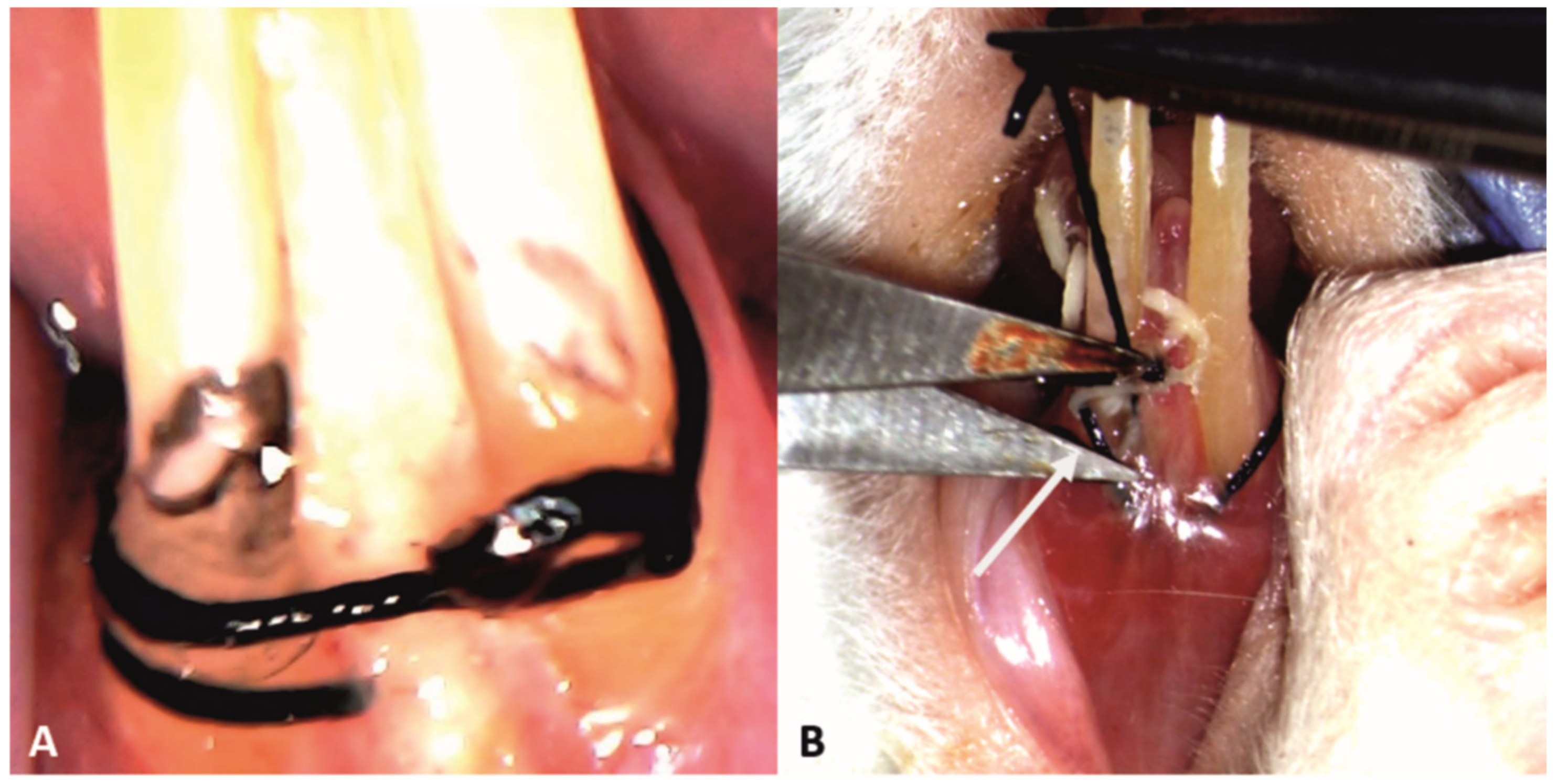 Pharmaceutics 15 00707 g003 Pharmaceutics 15 00707 g003