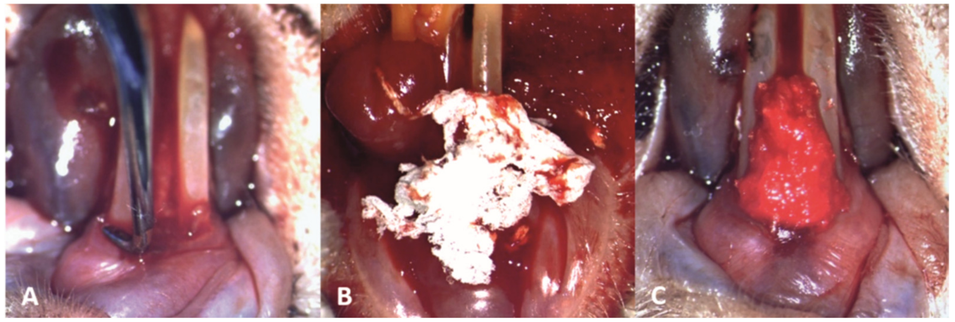 Pharmaceutics 15 00707 g004 Pharmaceutics 15 00707 g004