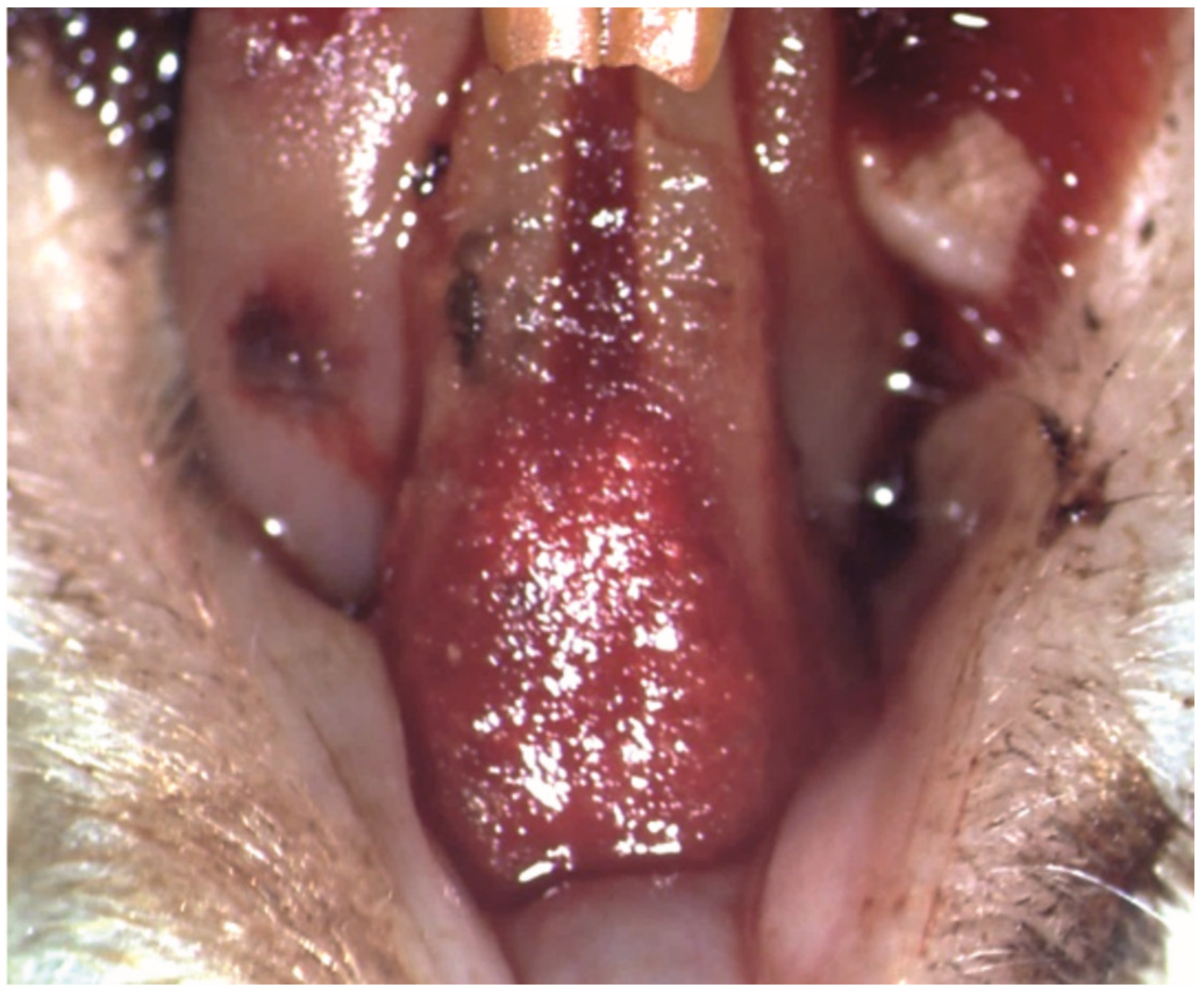 Pharmaceutics 15 00707 g005 Pharmaceutics 15 00707 g005