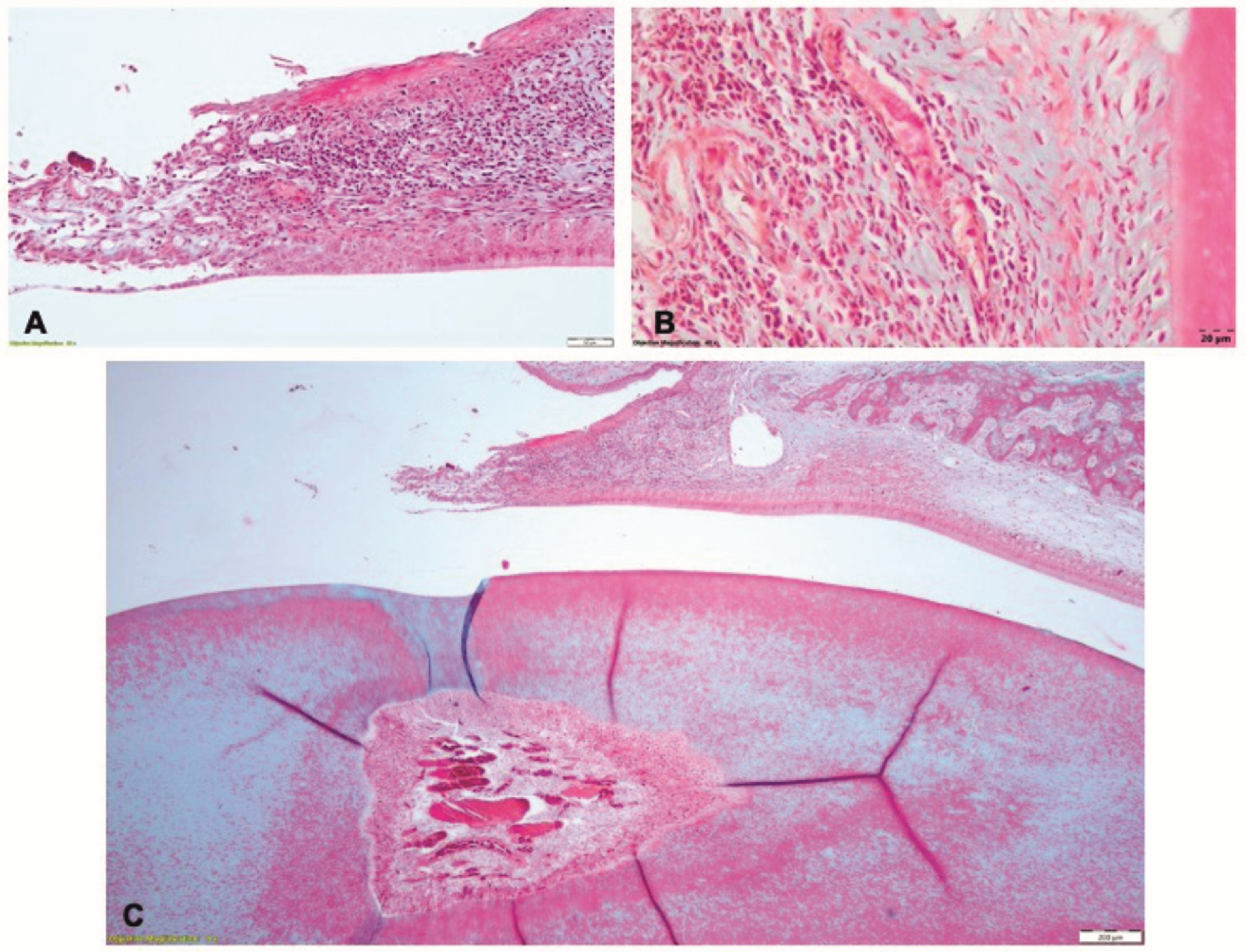 Pharmaceutics 15 00707 g010 Pharmaceutics 15 00707 g010