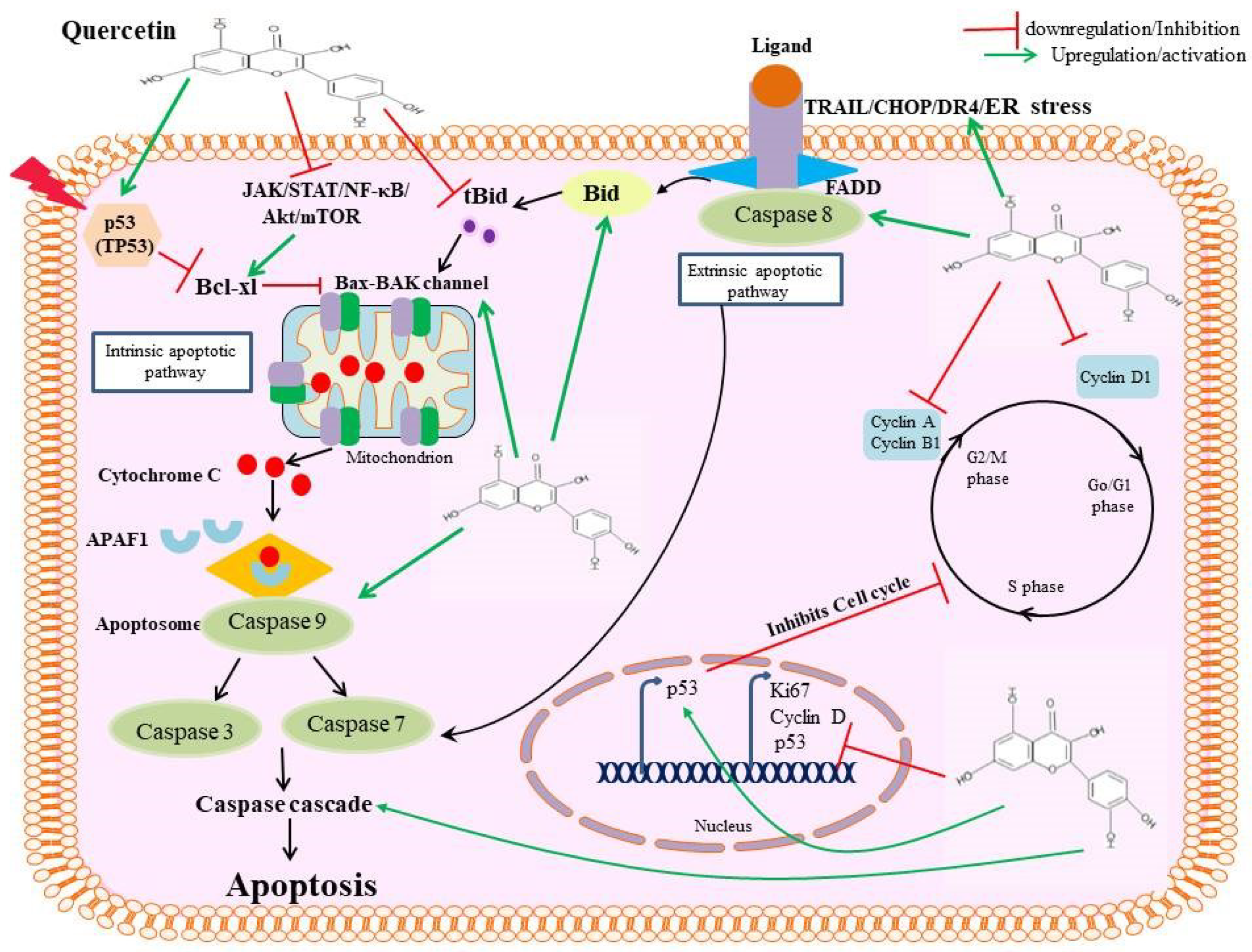 Pharmaceutics 15 00712 g002
